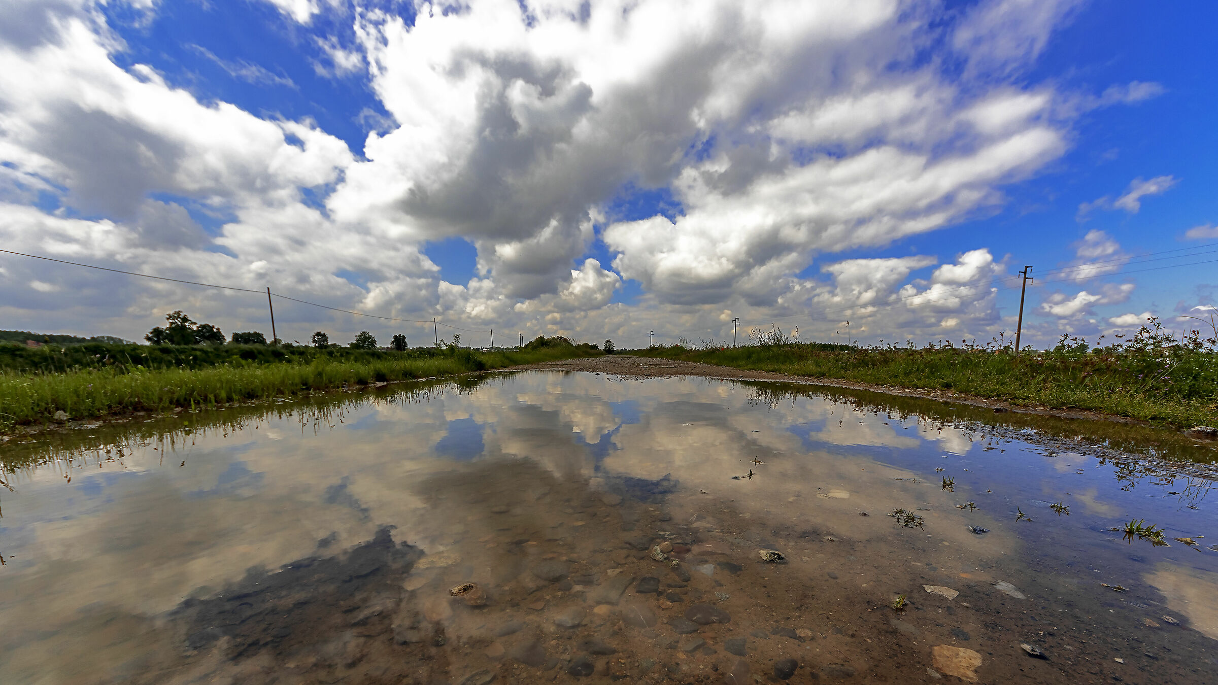 Pozzanghera campagnola