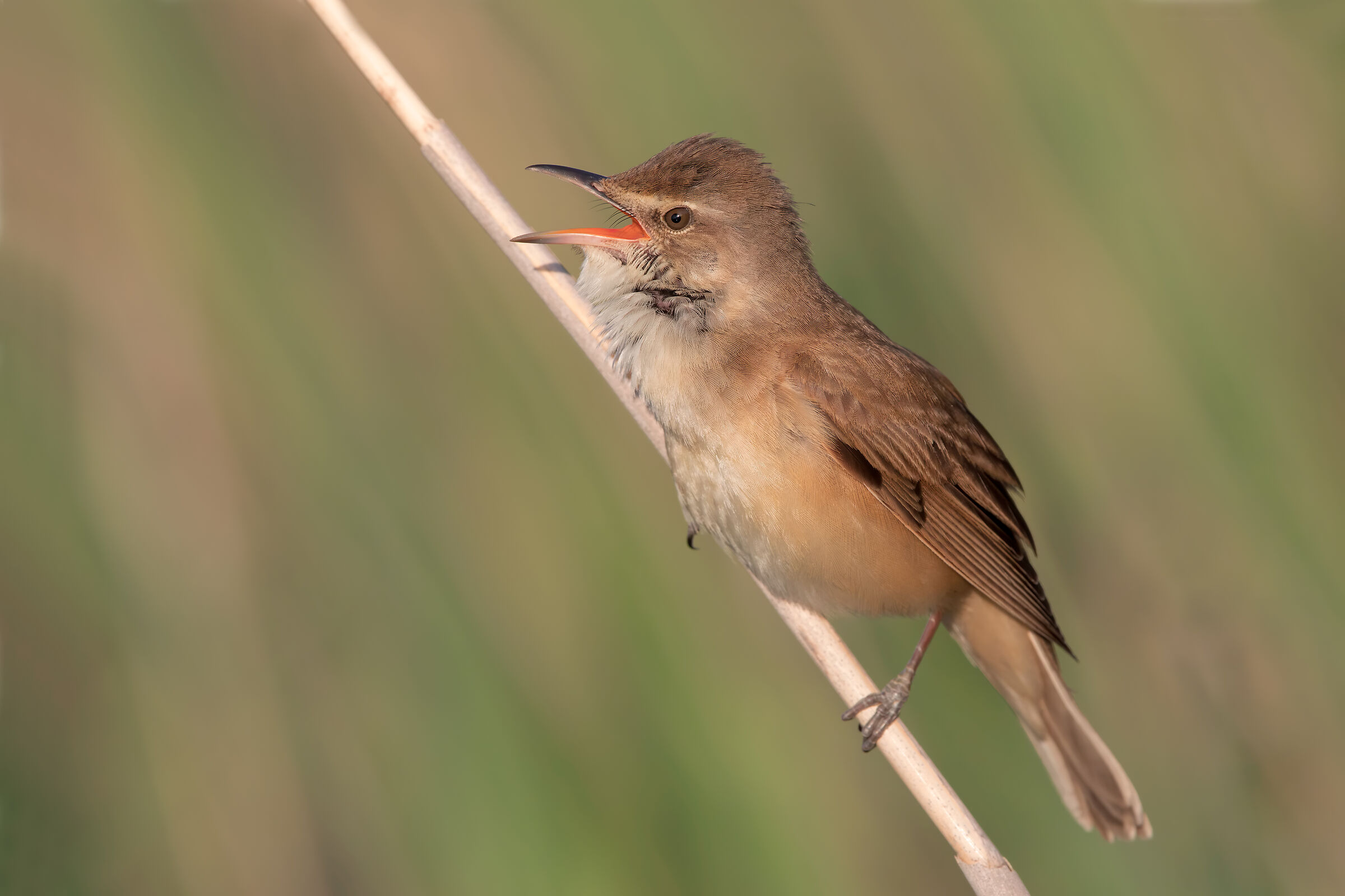 Great Reed Warbler