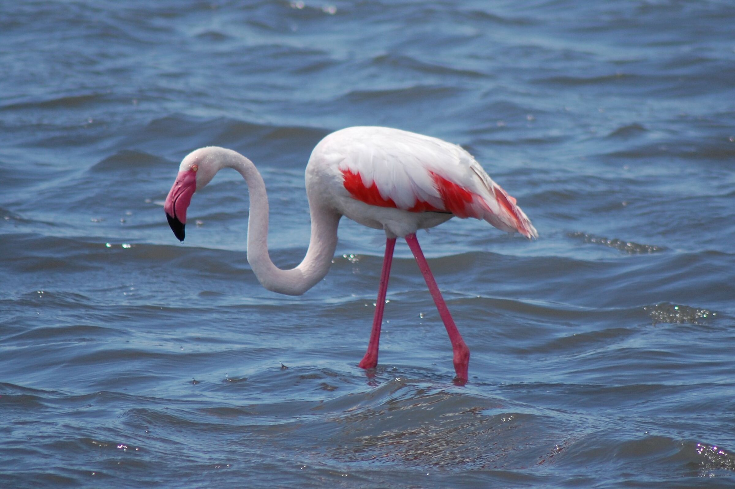 fenicottero parco Molentargius