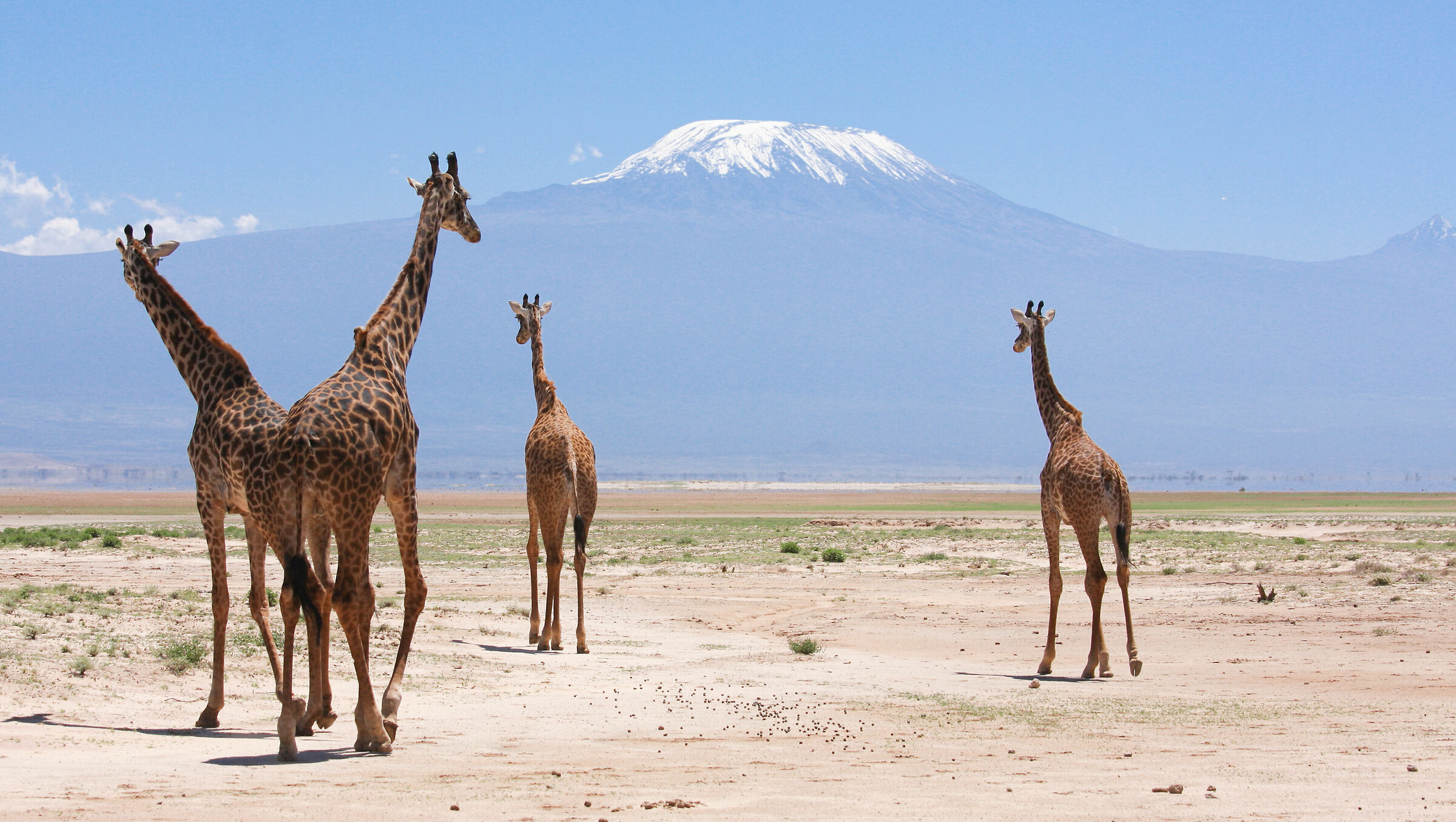 Giraffe Amboseli