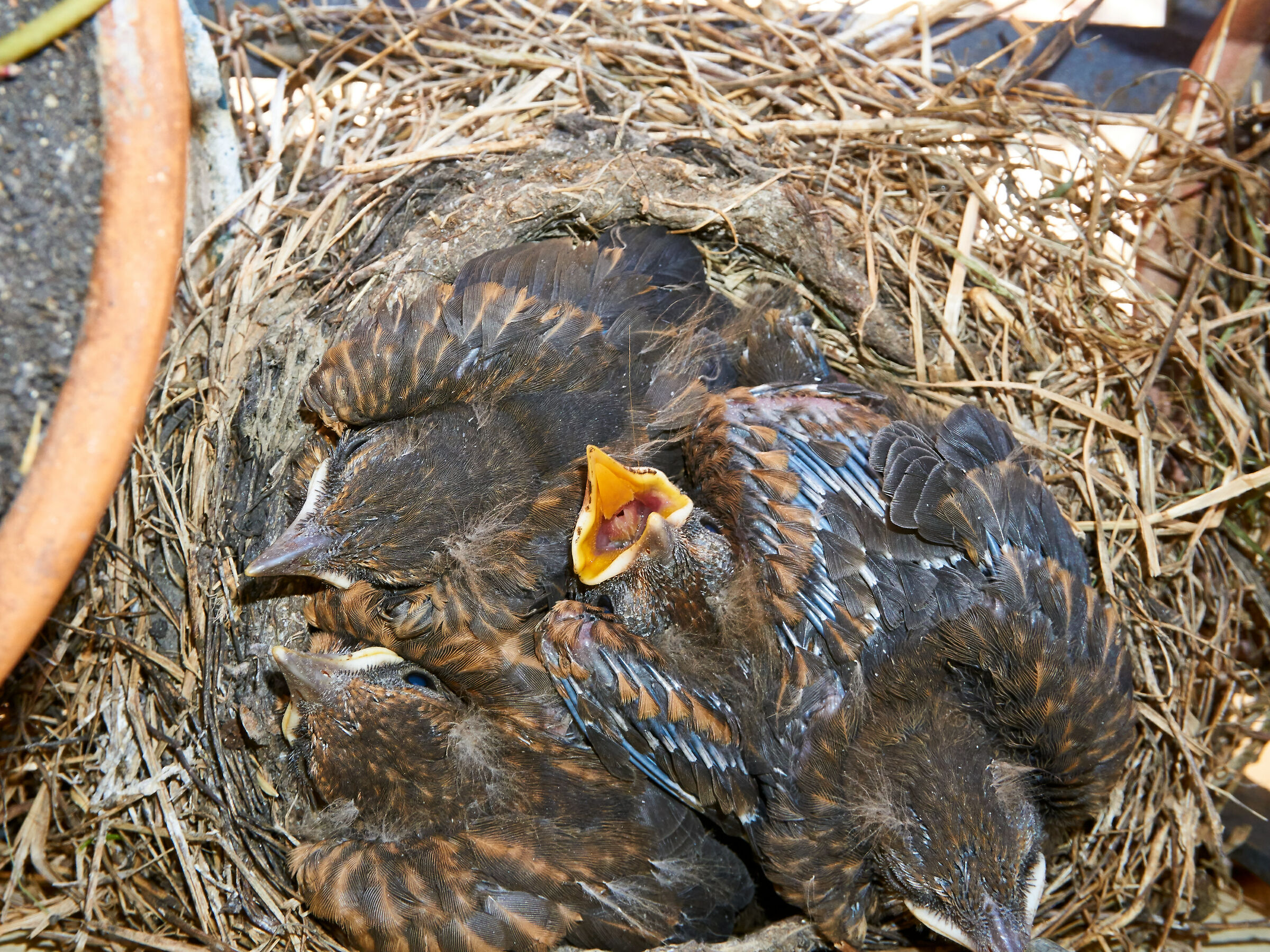 On my planters under the window 2