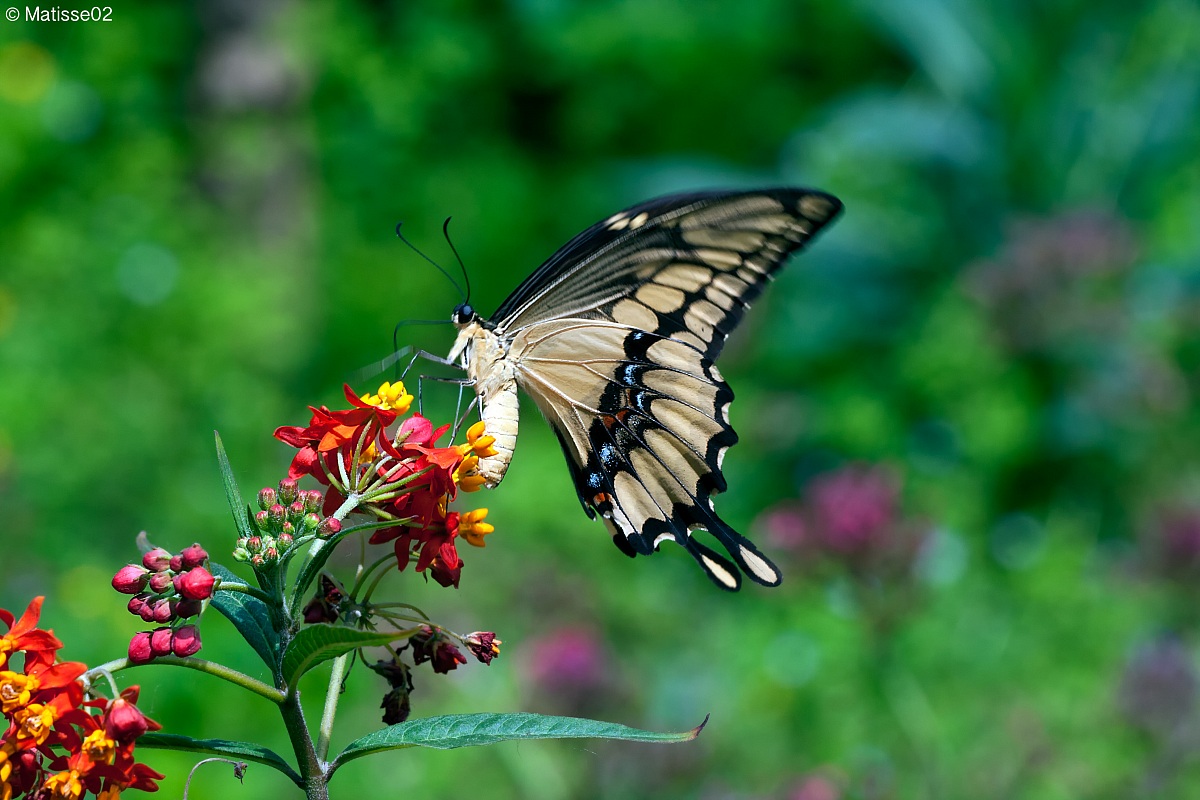 Machaon