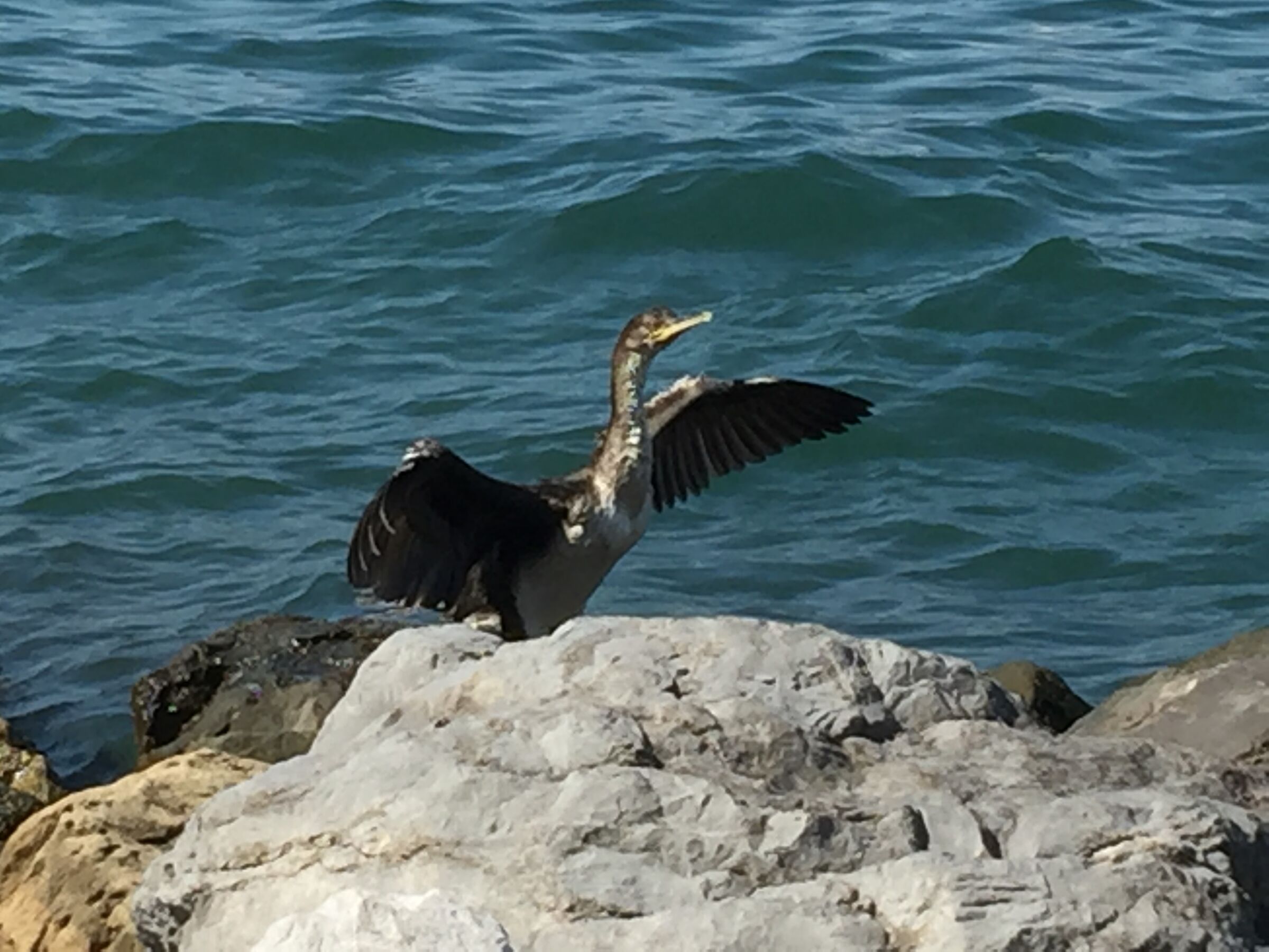 Cormorating Wiping