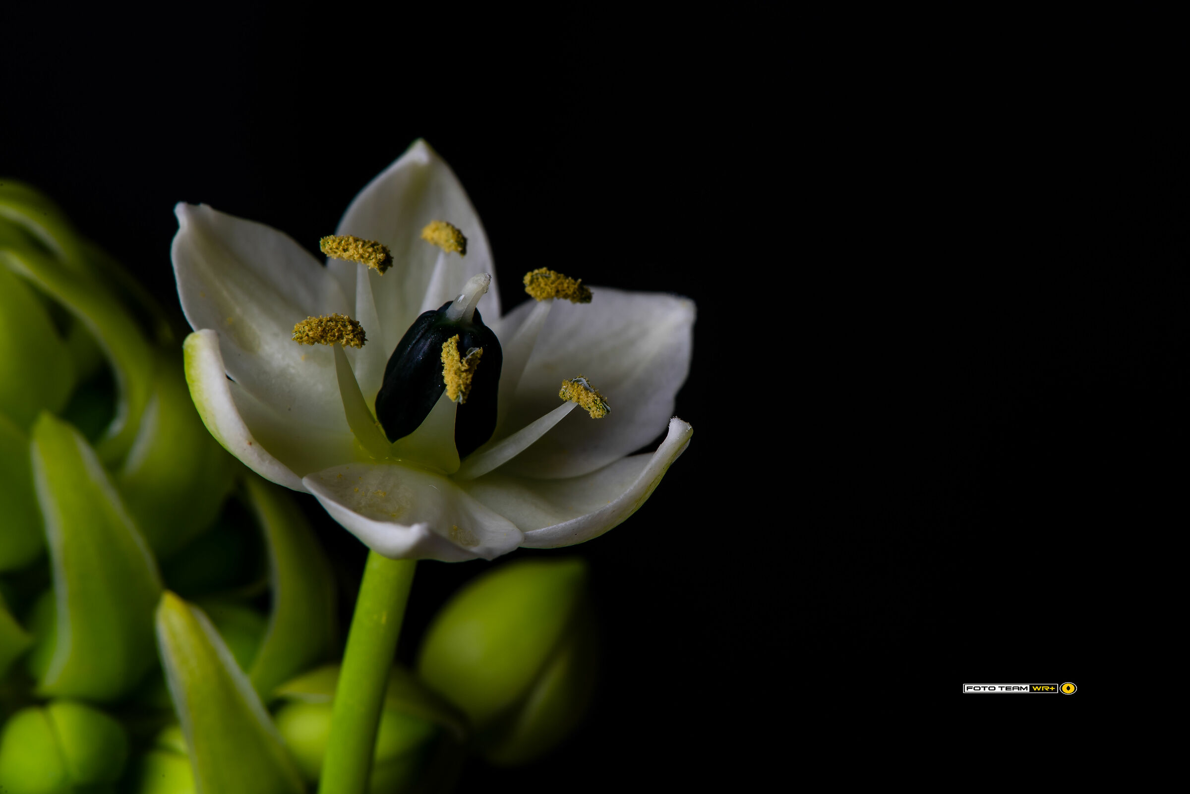 Ornithogalum Saundersiae