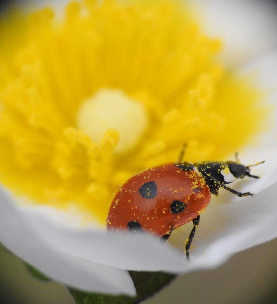 Pollen