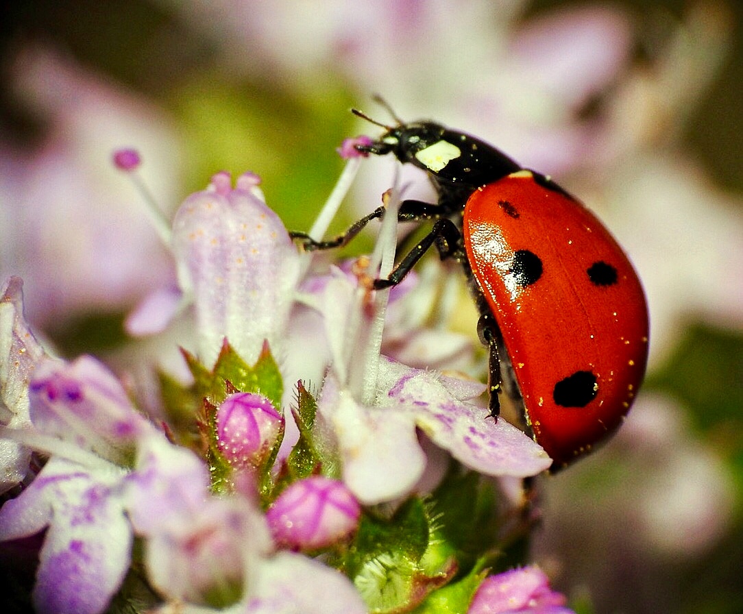 Ladybug