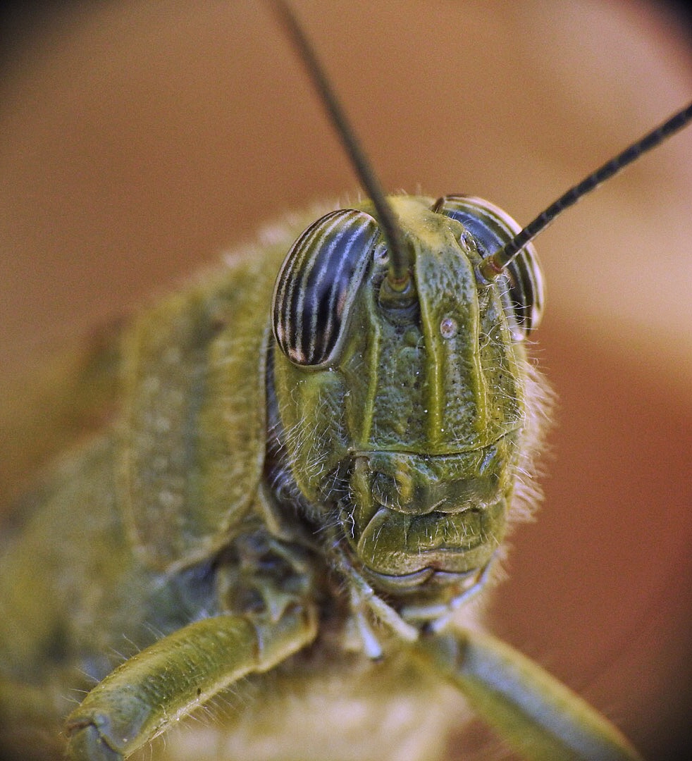 Locust