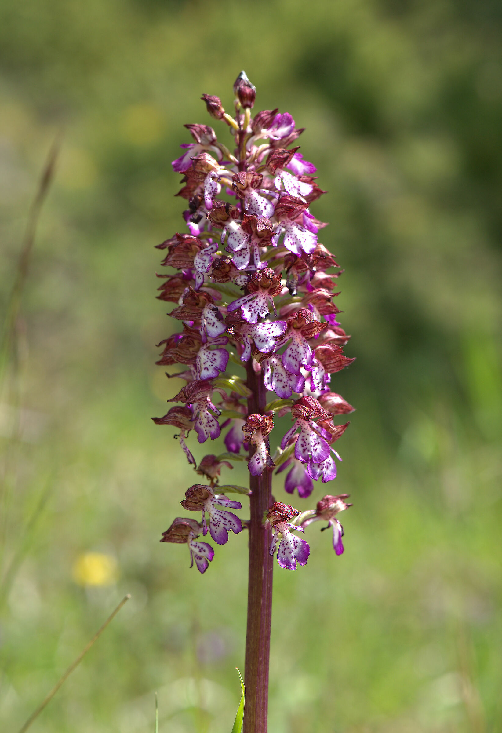 Orchis purpurea