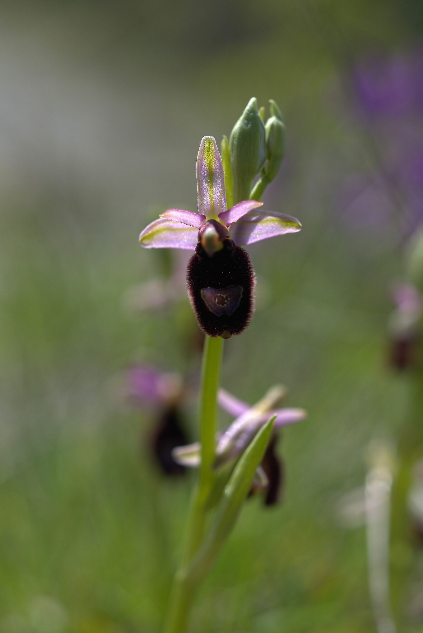 Ophrys bertolonii