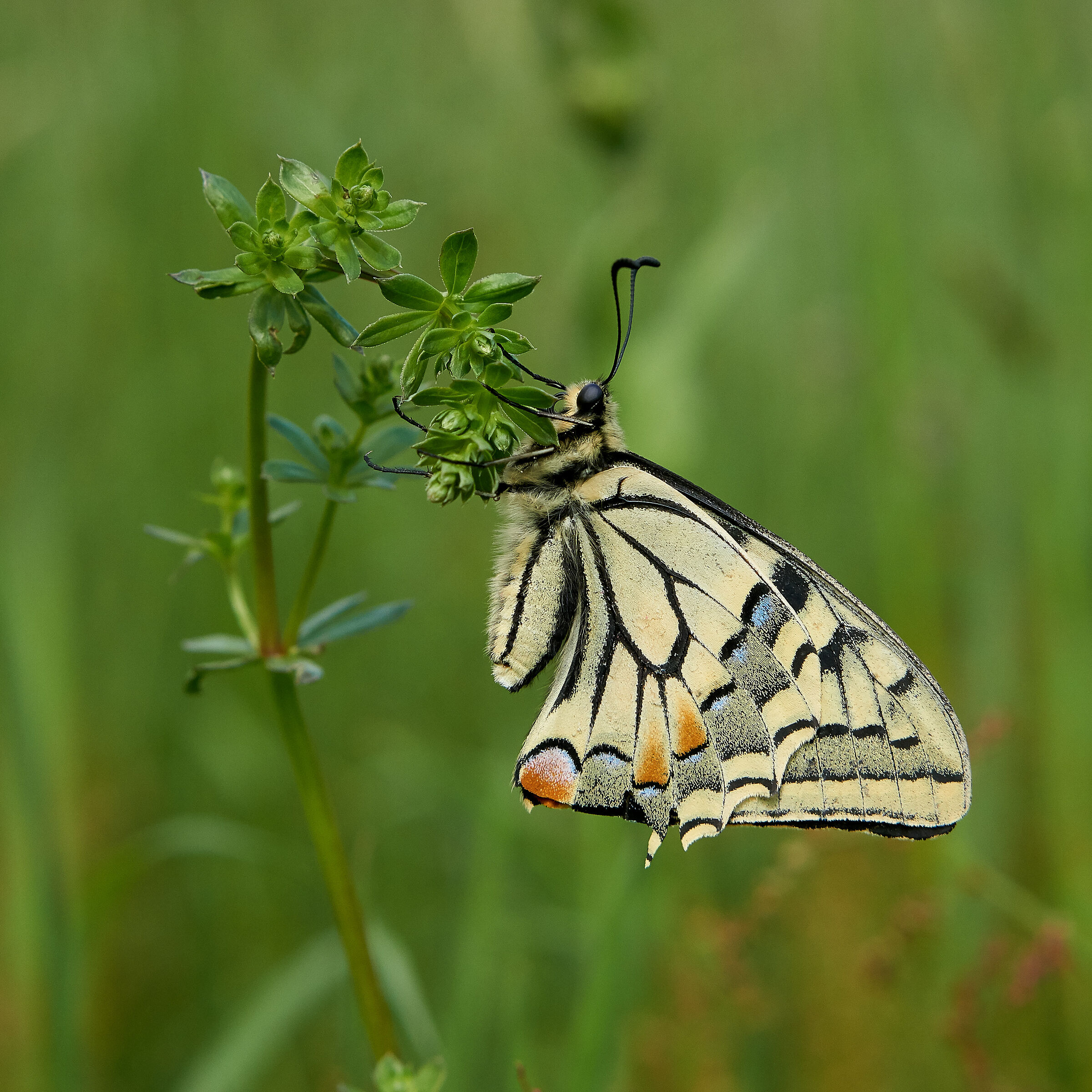 Swallowtail