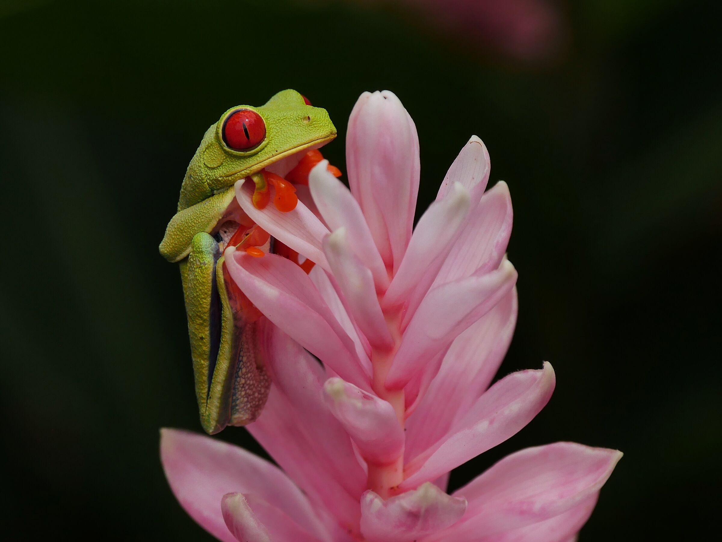 Frog red eyes