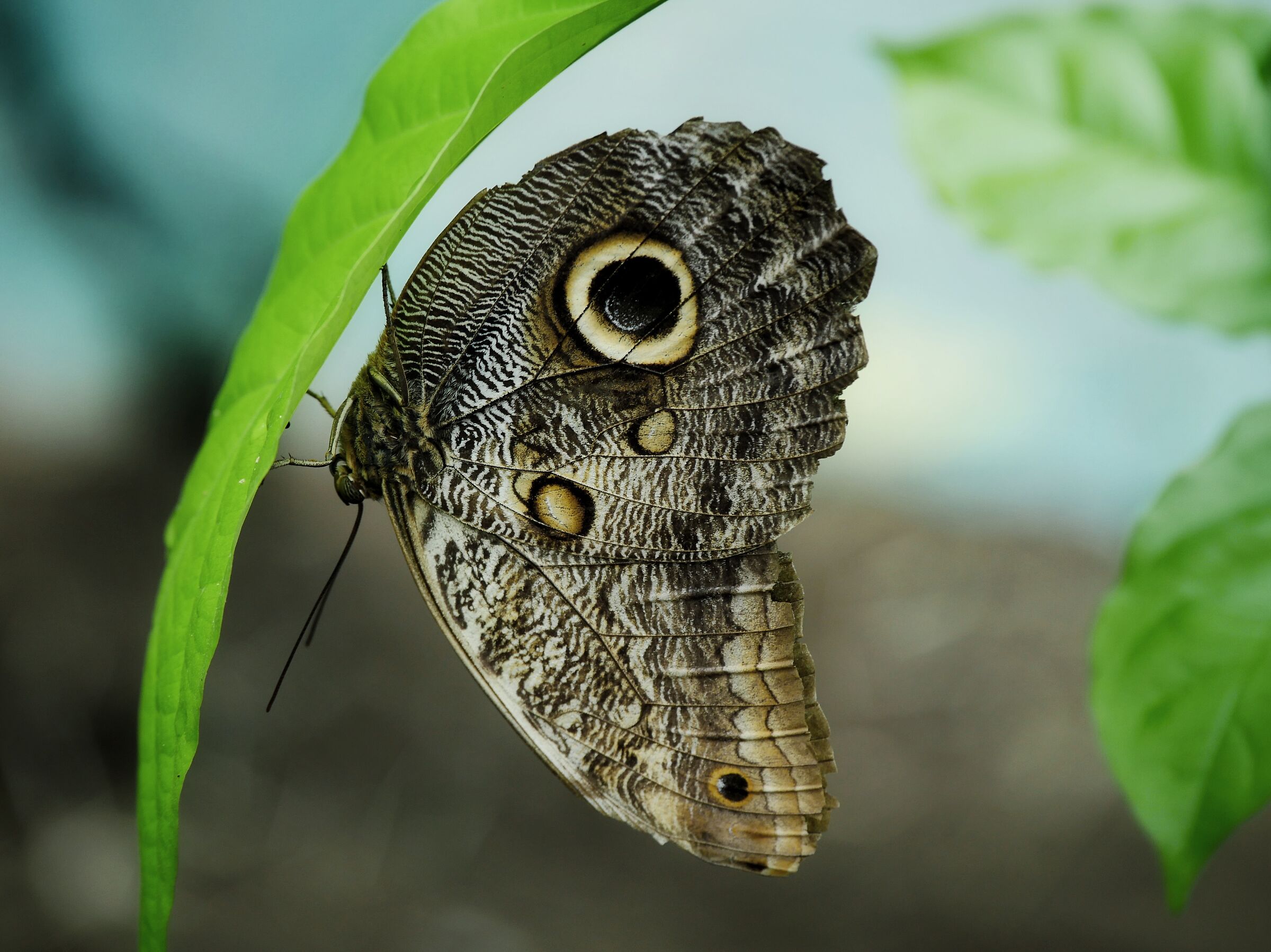 Butterfly Owl
