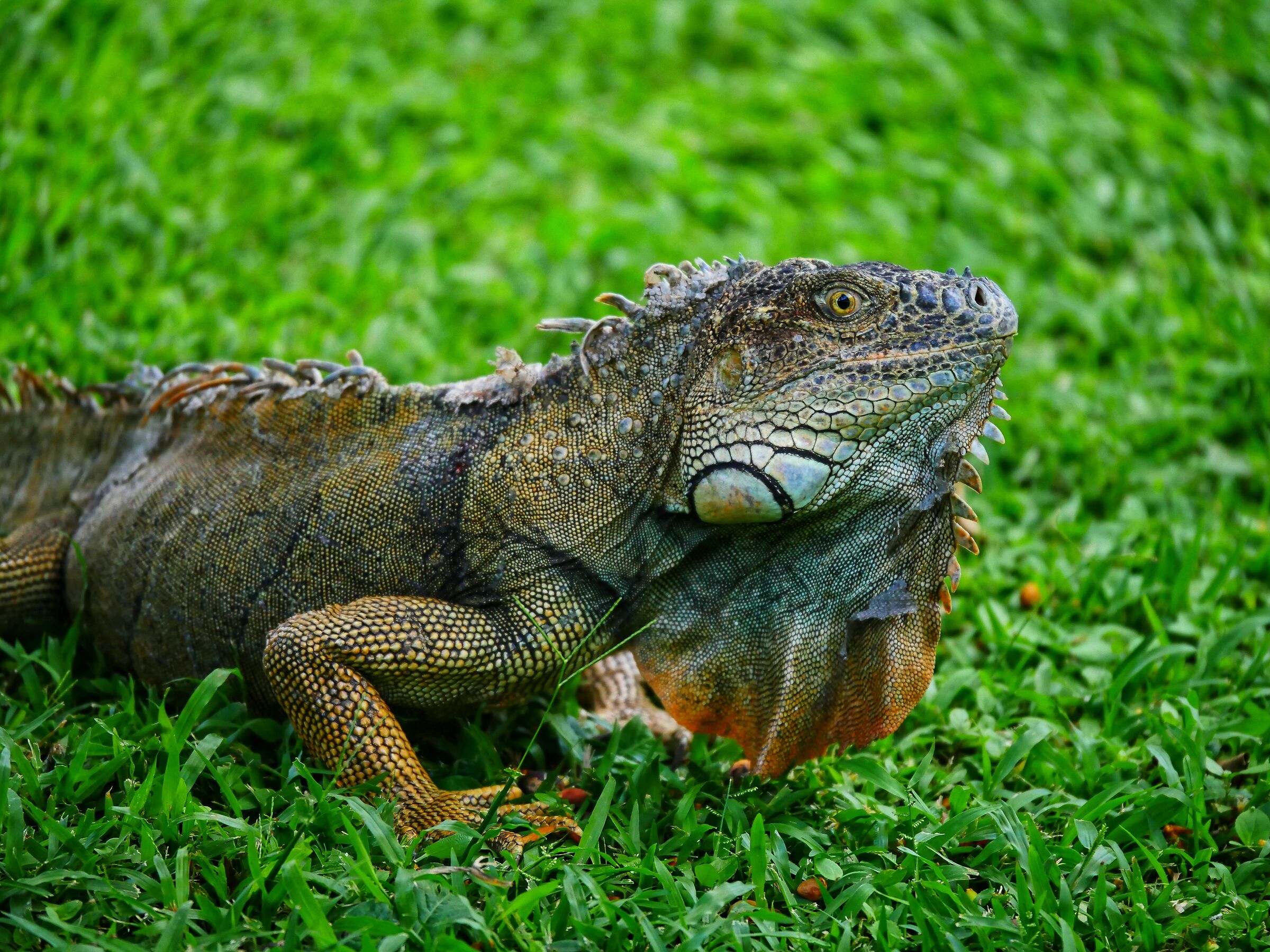 Iguana
