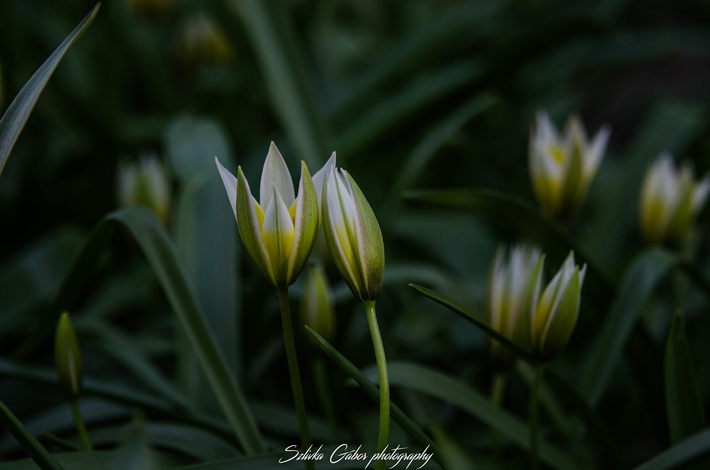 Tulipan tarda