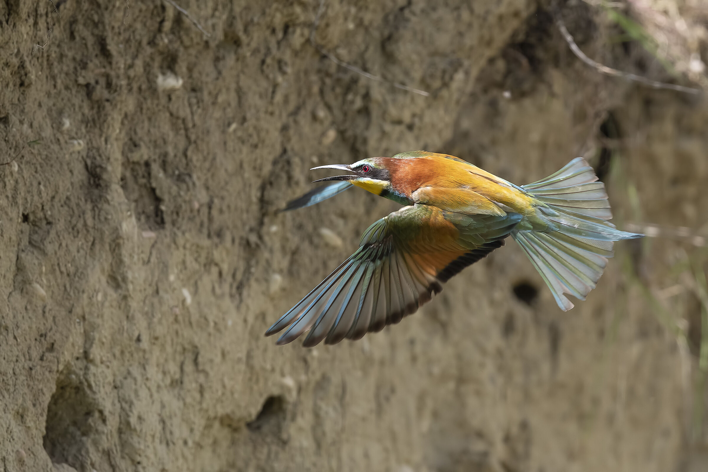 Bee-eater