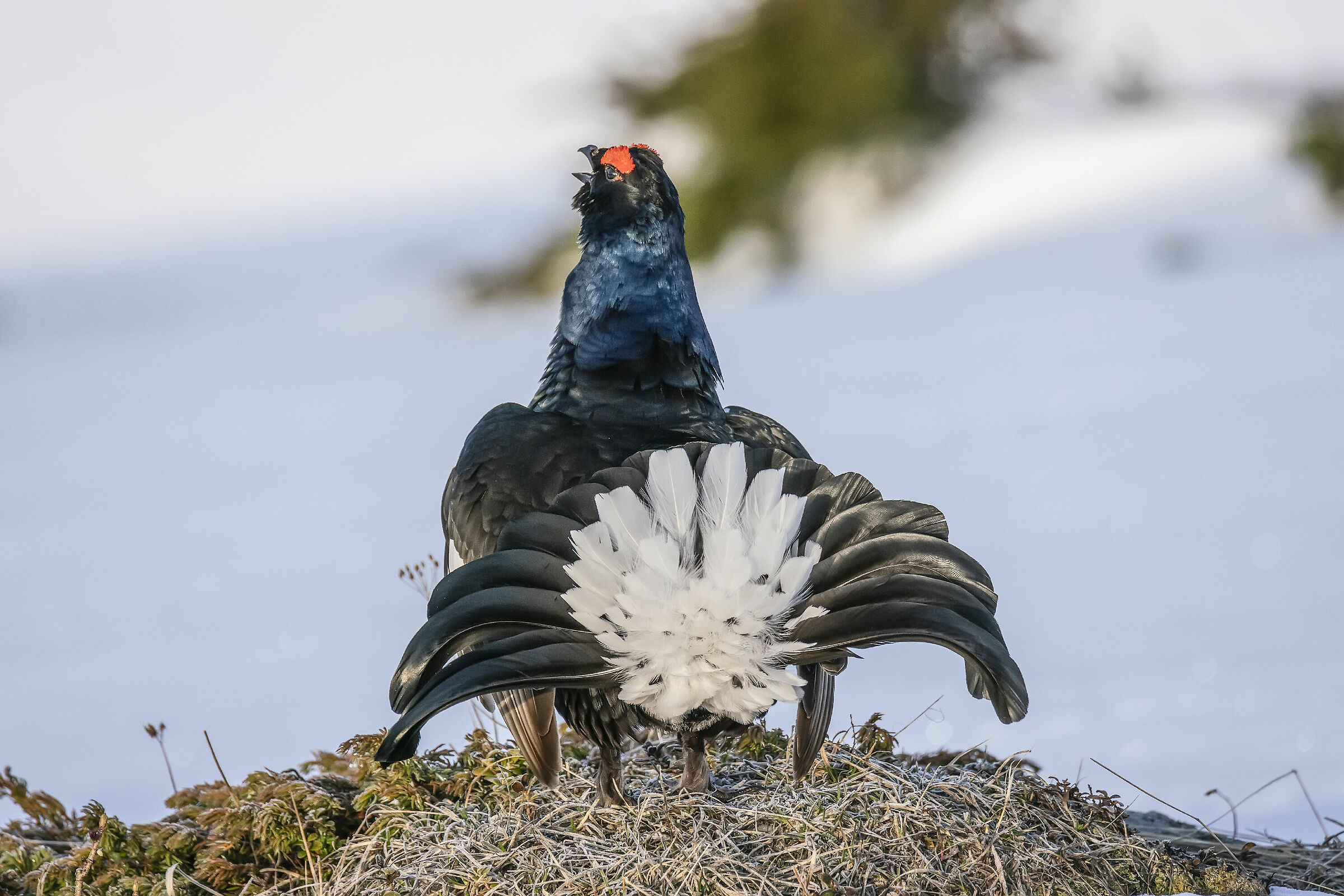 Gallo forcello 10 maggio 2019