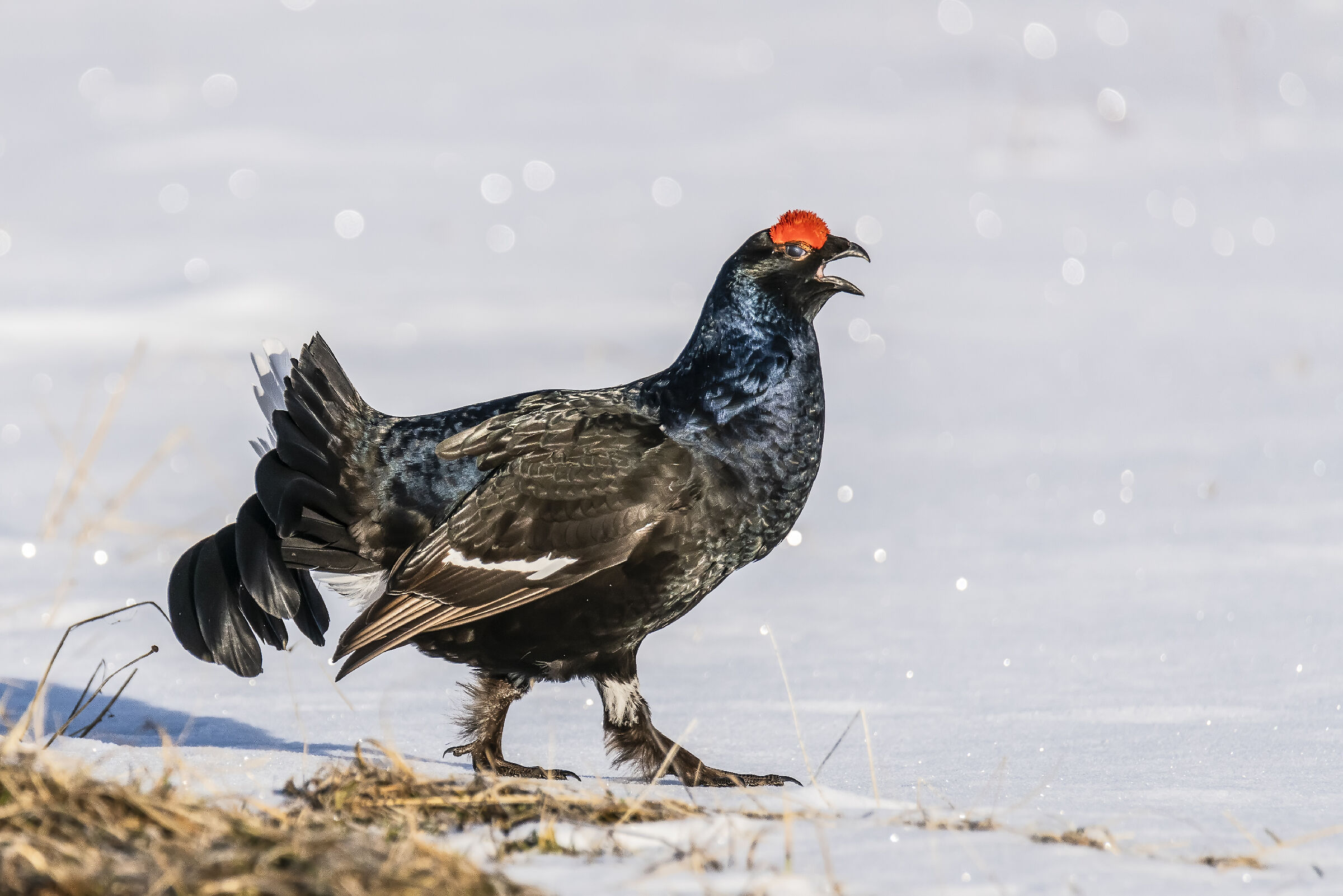 Gallo forcello 10 maggio 2019