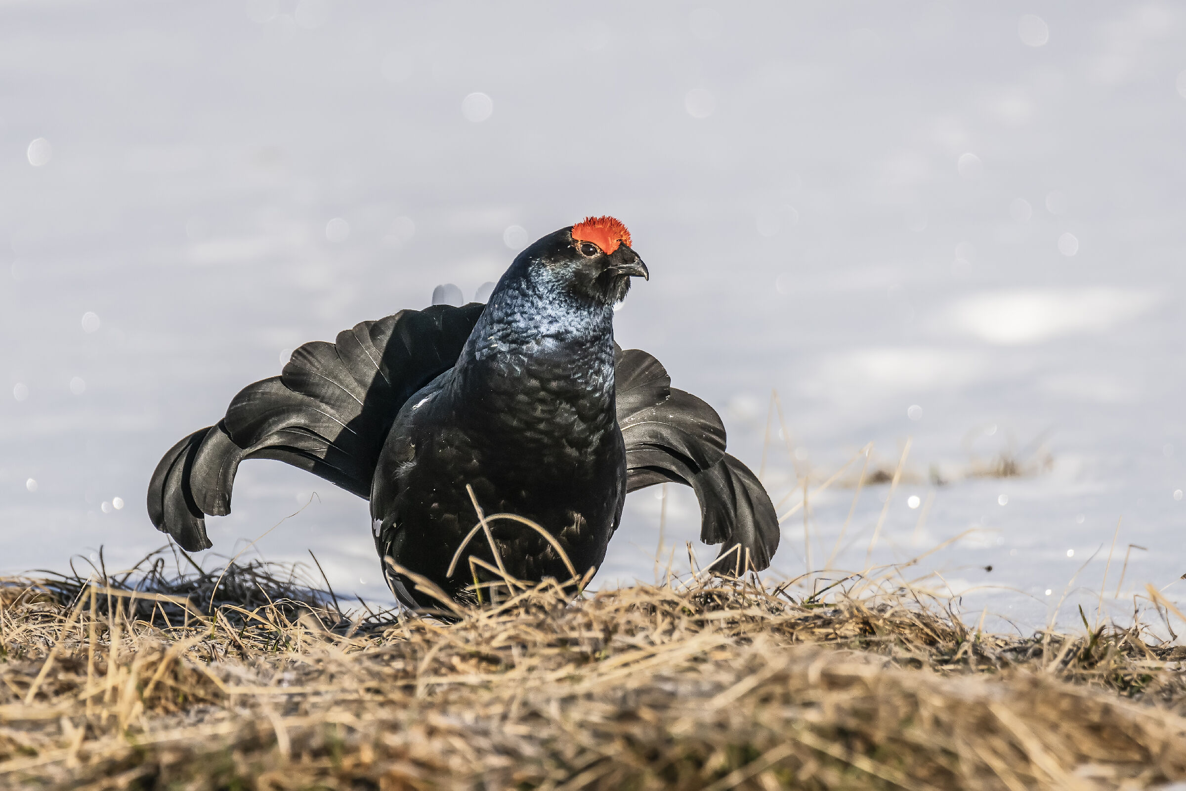 Gallo forcello 10 maggio 2019