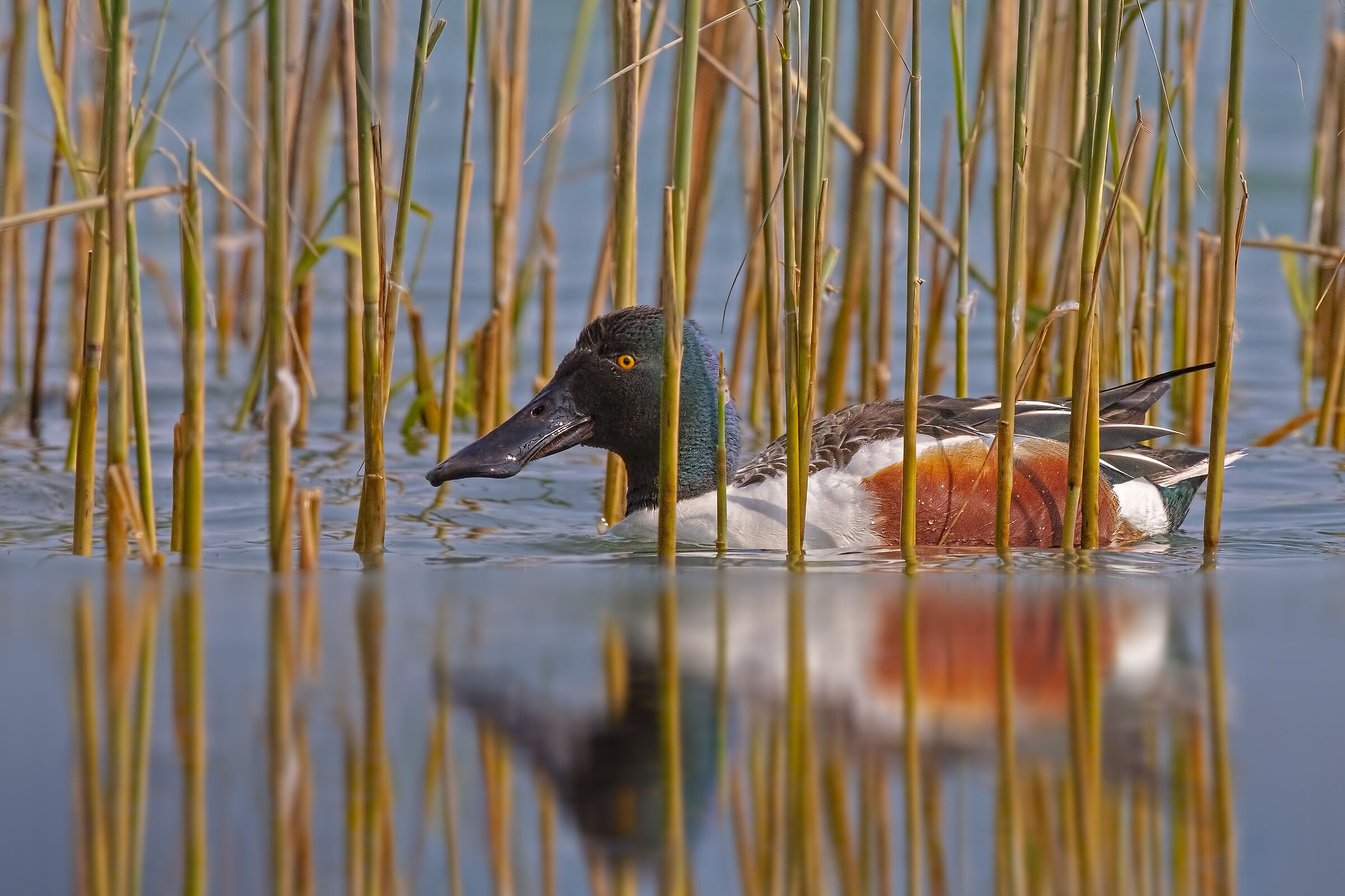 Mestolone (maschio adulto)