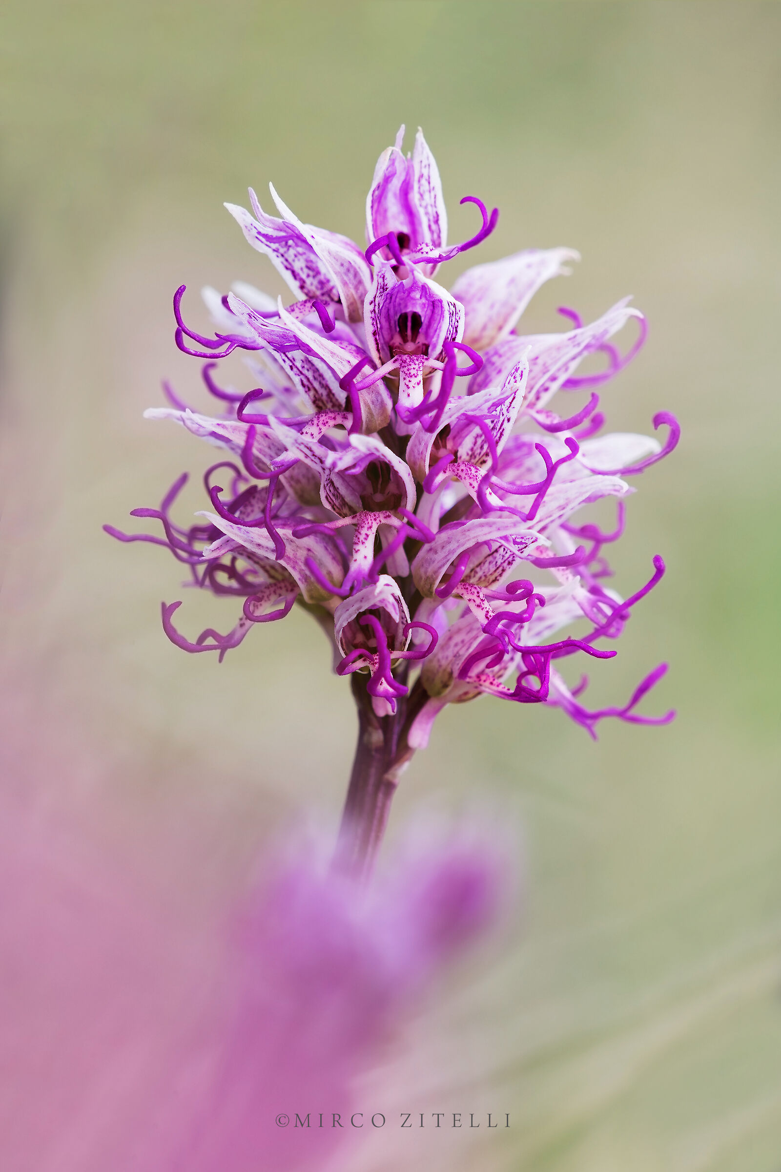 Orchis simia