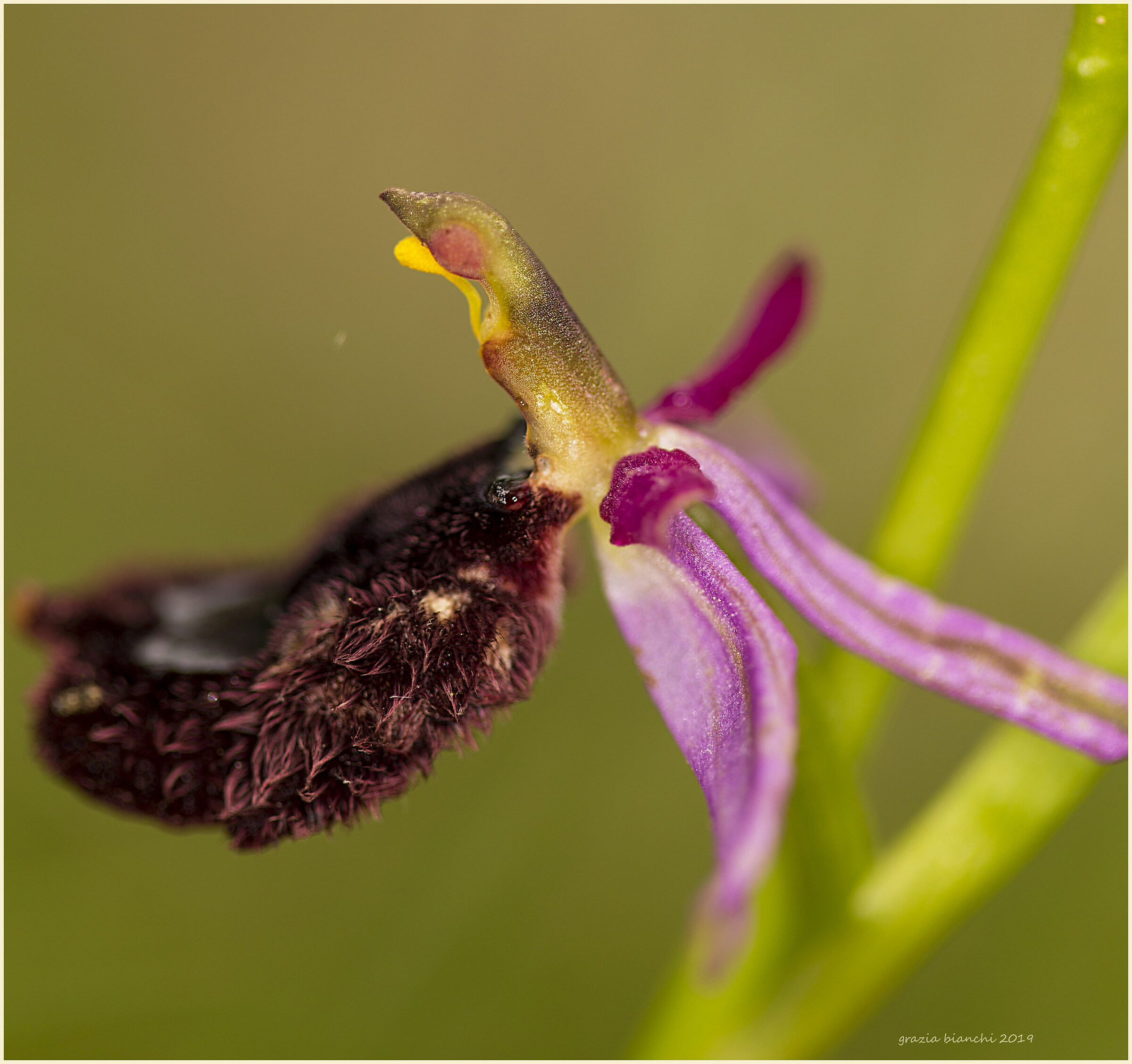 Spontaneous Orchid-Ophrys Bertolonii-Zona Chianti F