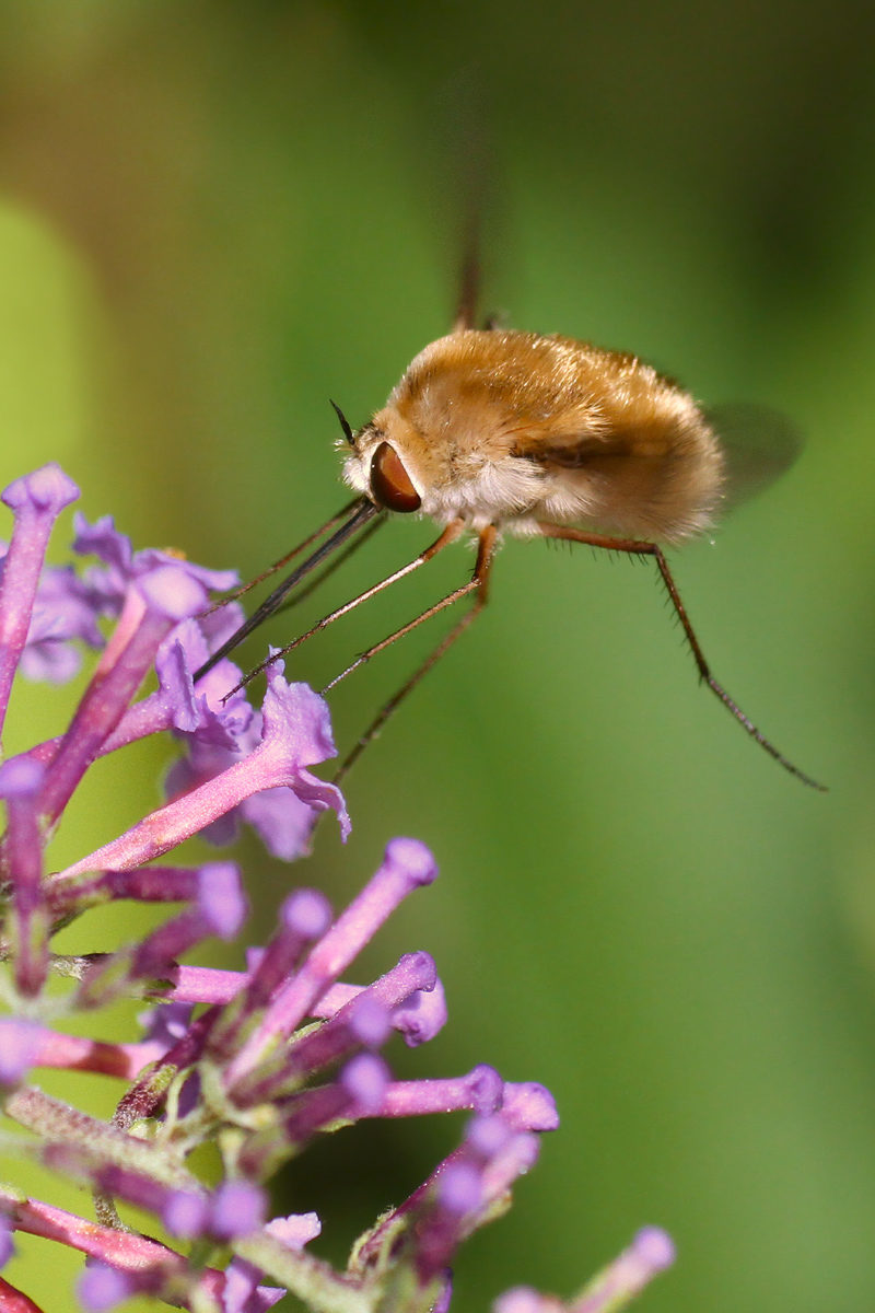 Bombylius sp