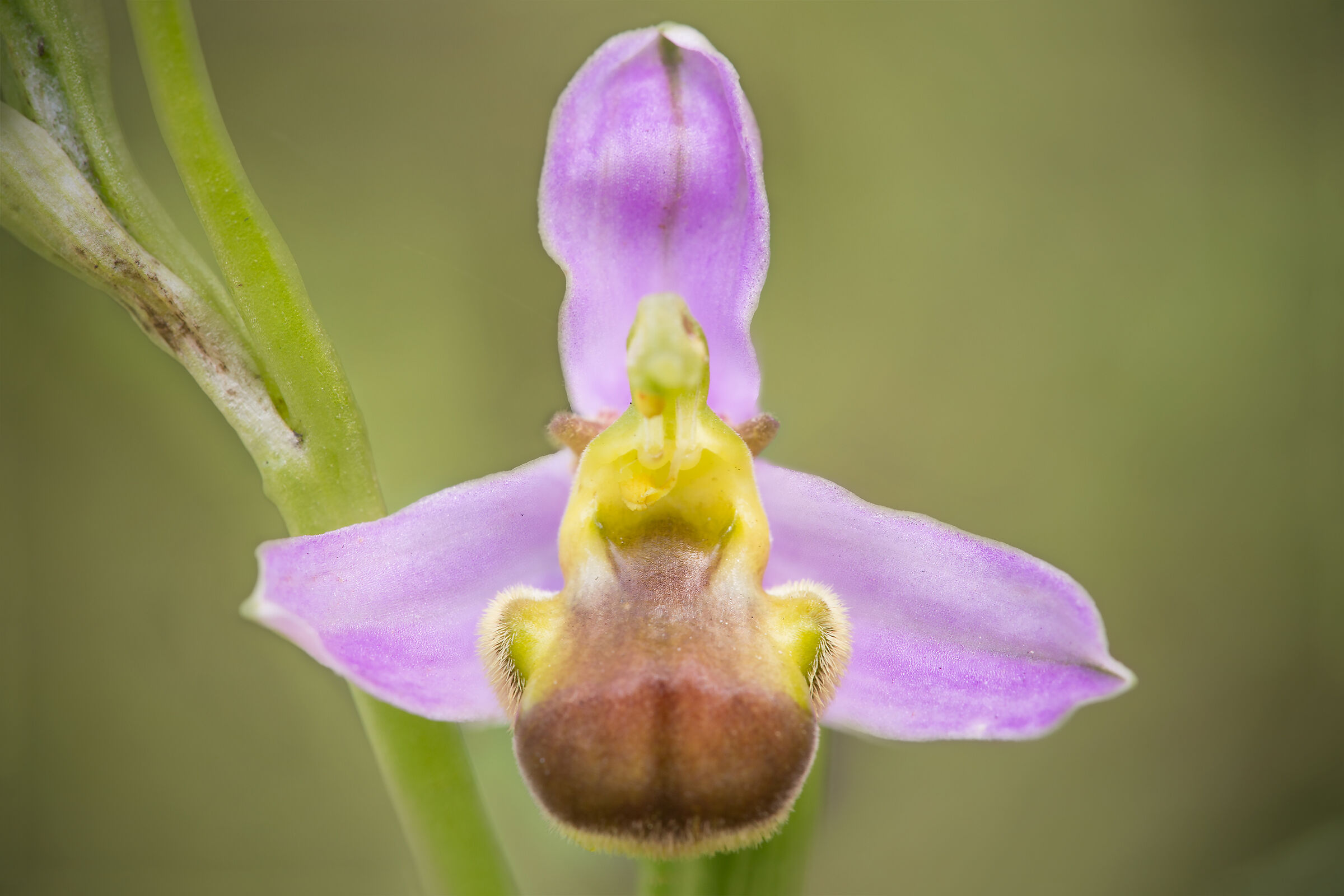 Ophrys apifera var. bicolor