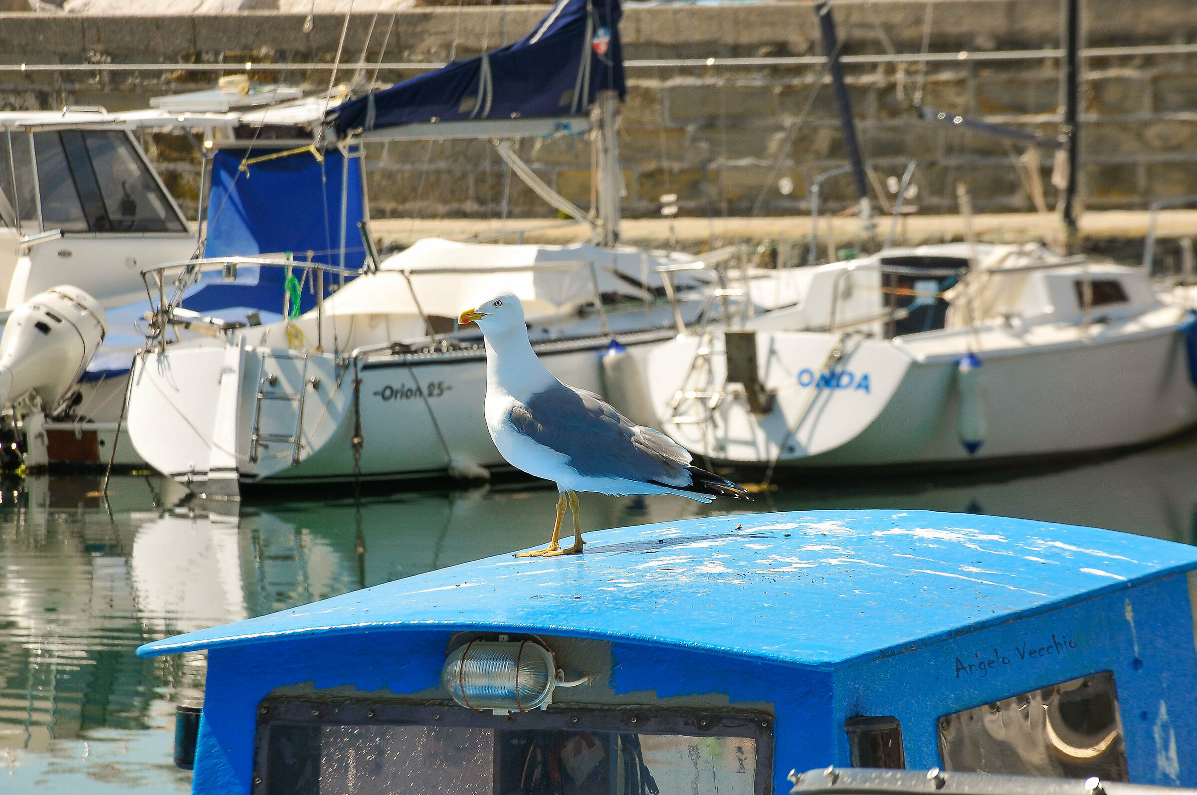 Thomas... The Triestine Seagull!