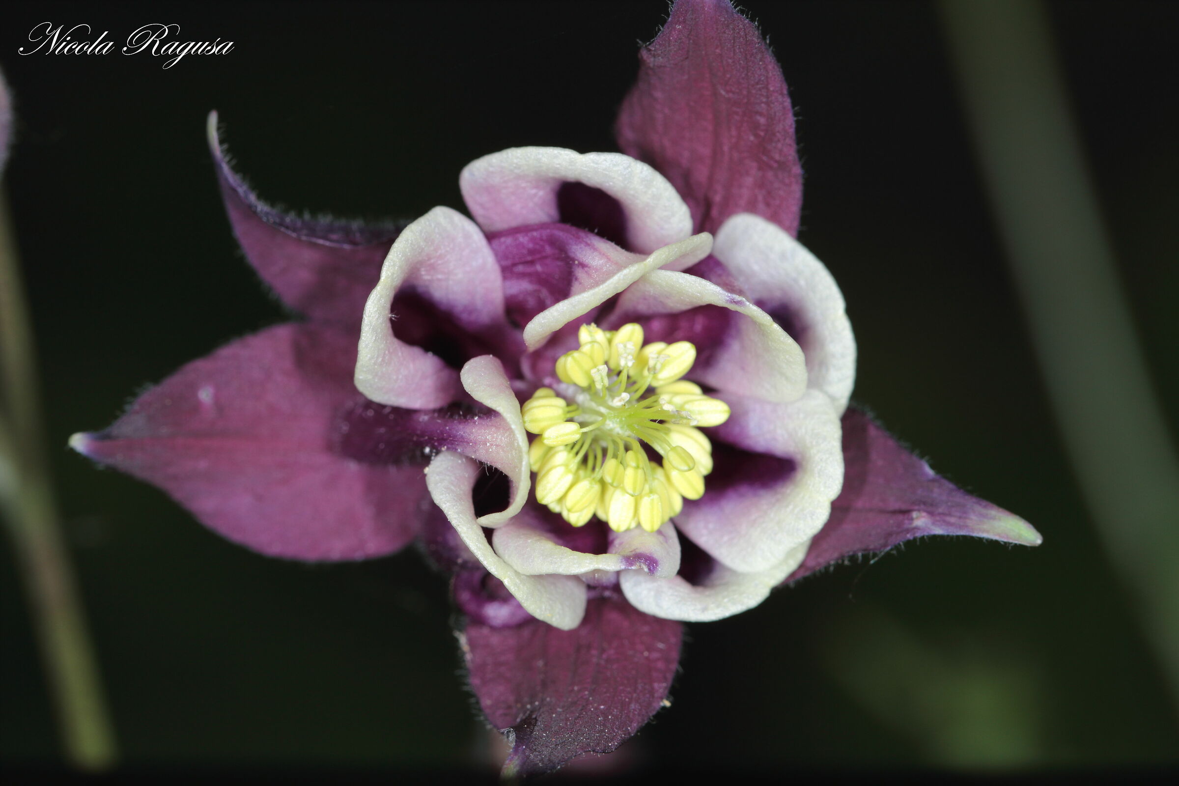 Aquilegia vulgaris