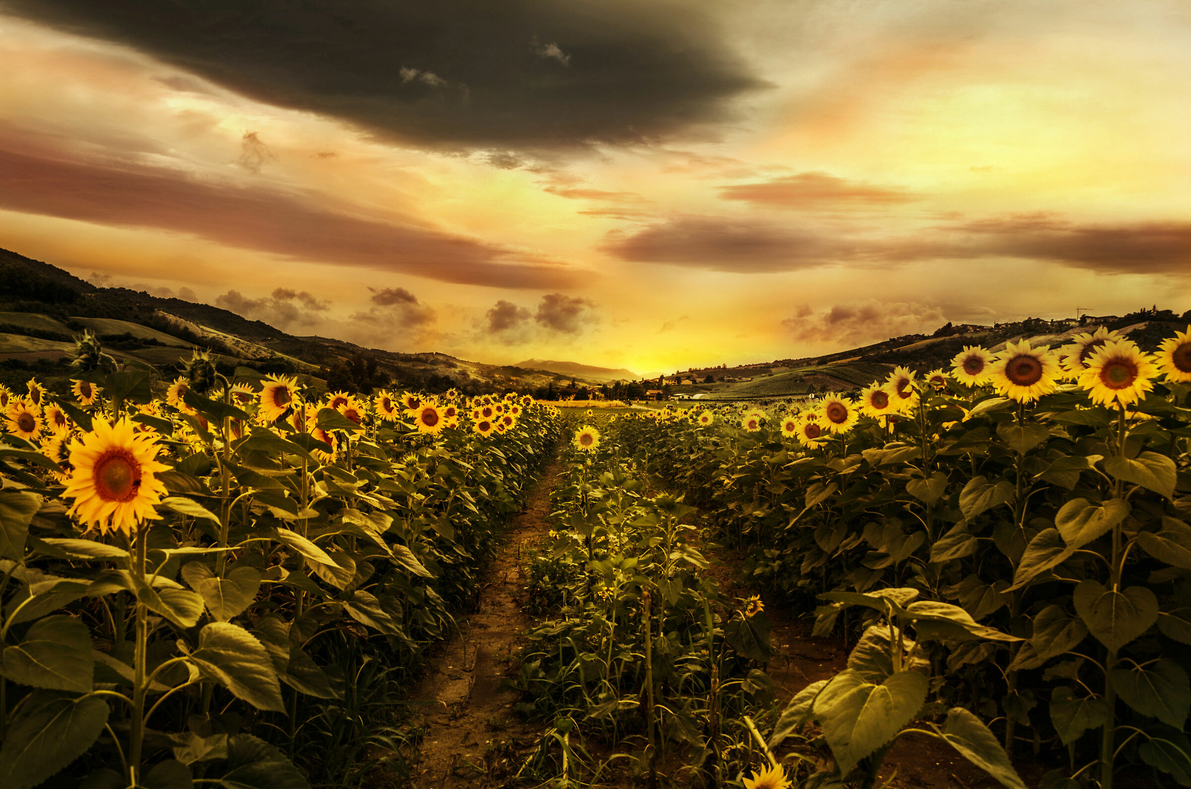 Autostrada dei gira..sole..