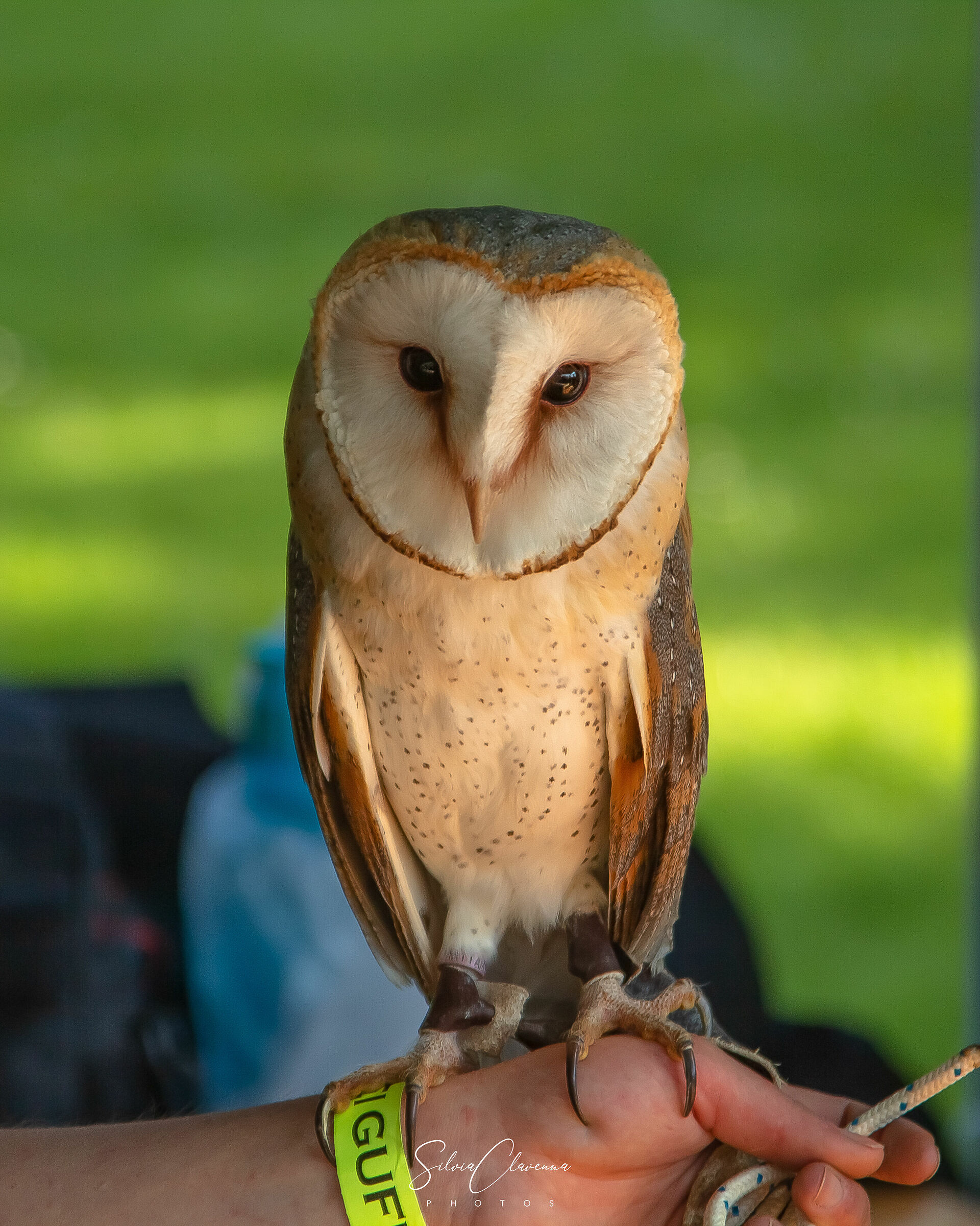 Barn Owl