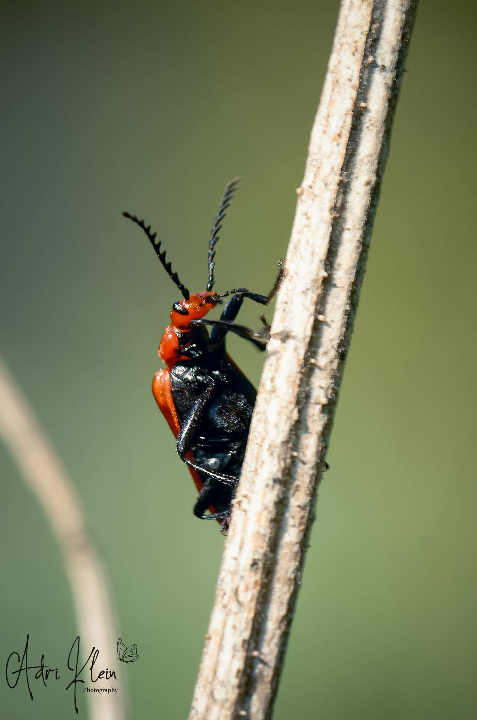 red-headed fire beetle