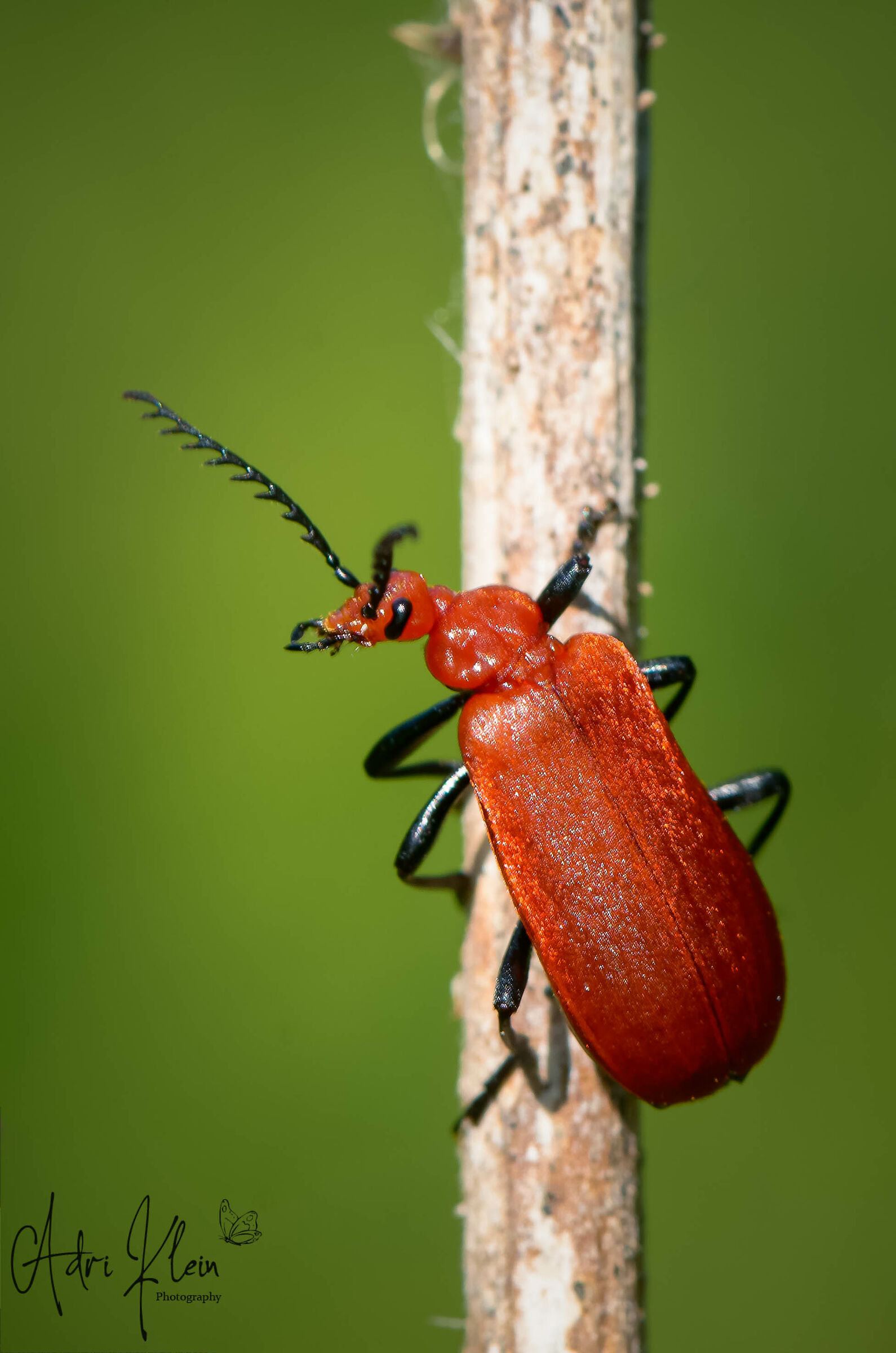 red-headed fire beetle