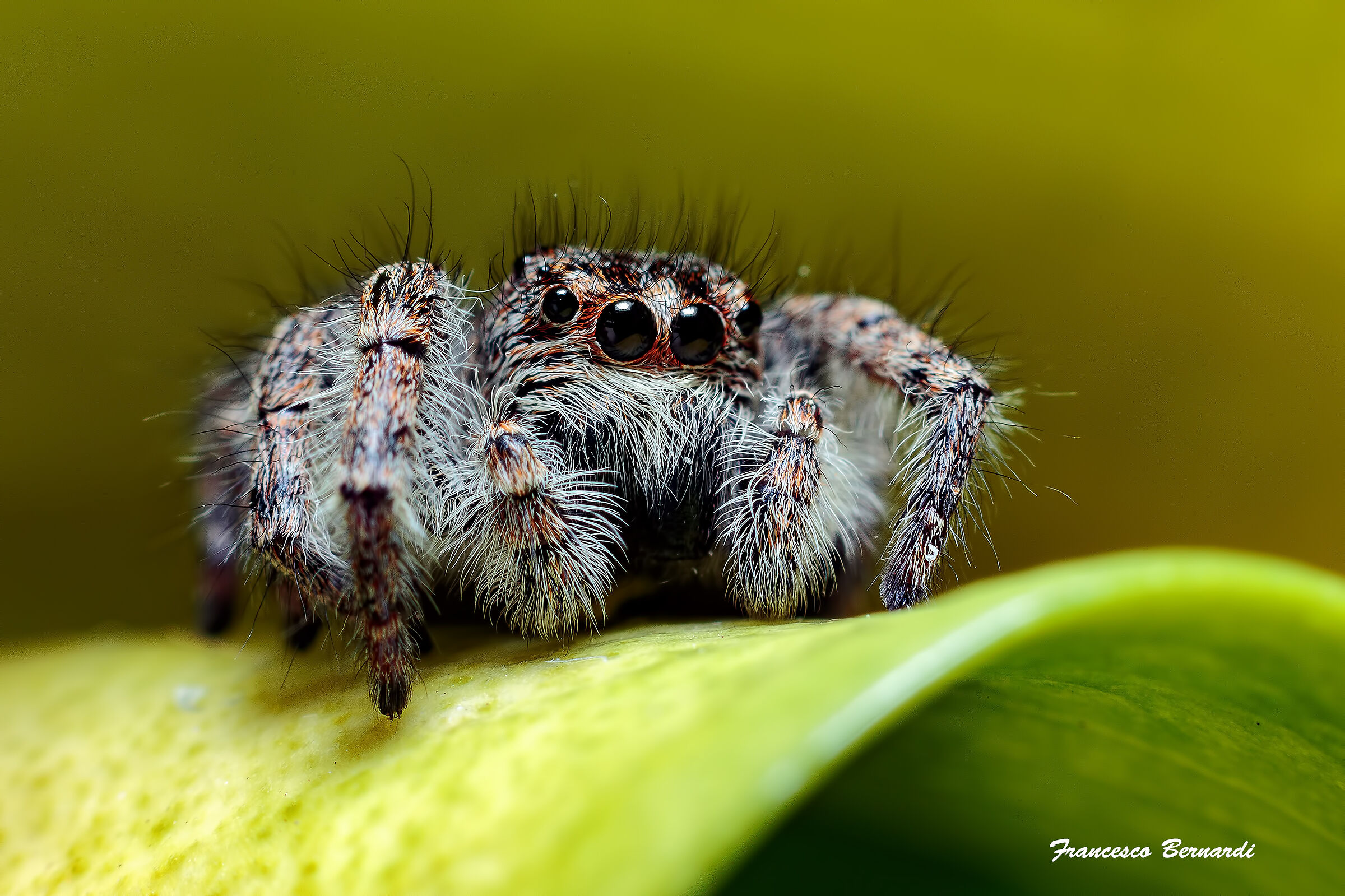 Salticidae