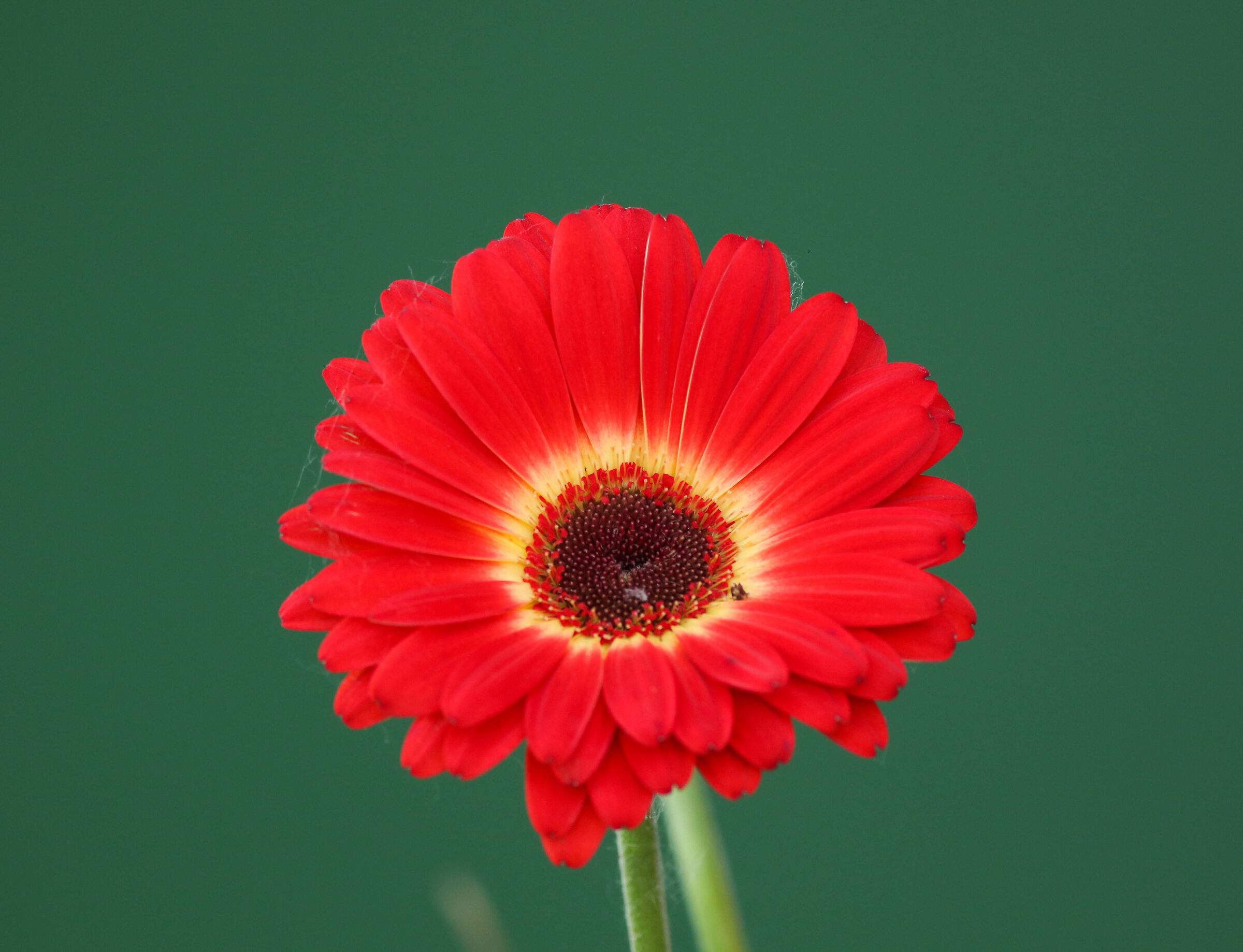 Il calore del colore