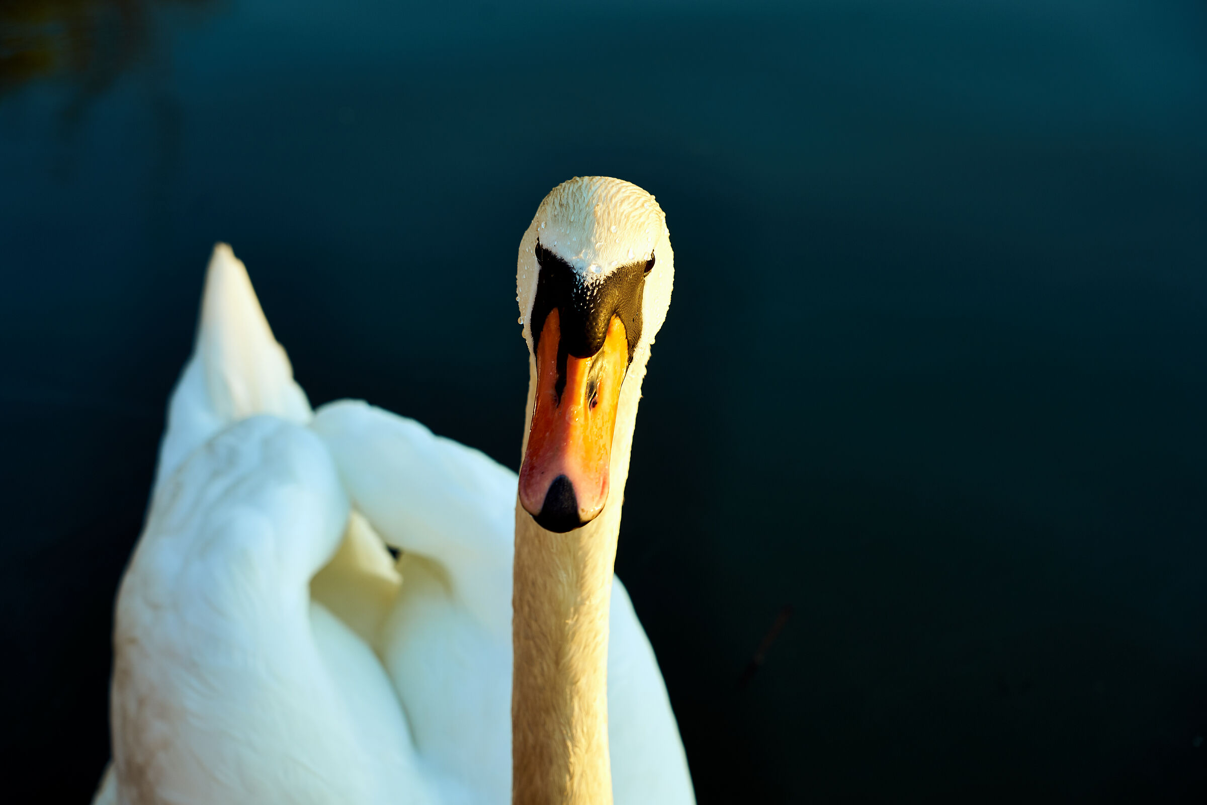 A Swan in the sun