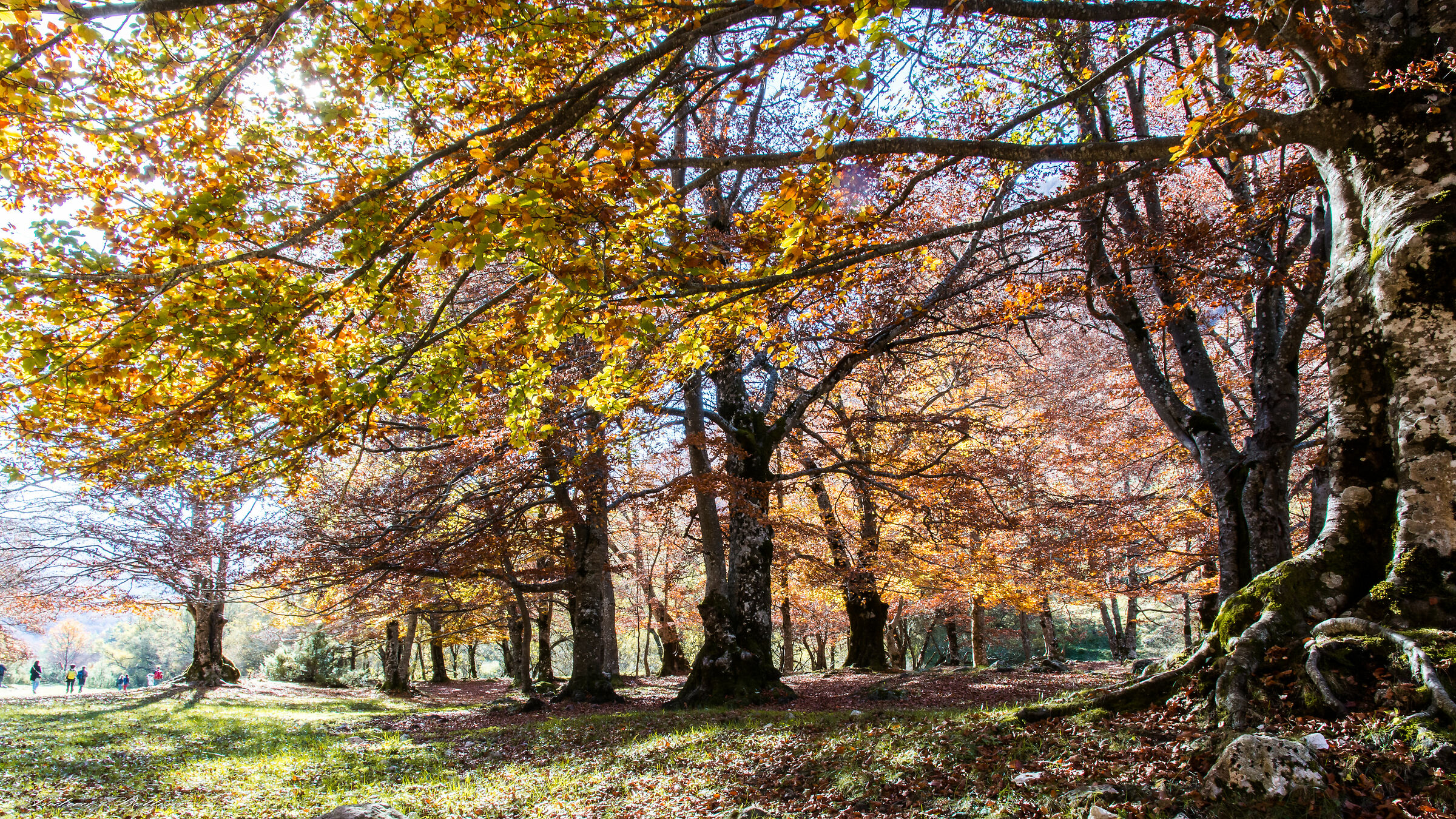 The colors of autumn, then Val Fondillo (AQ)