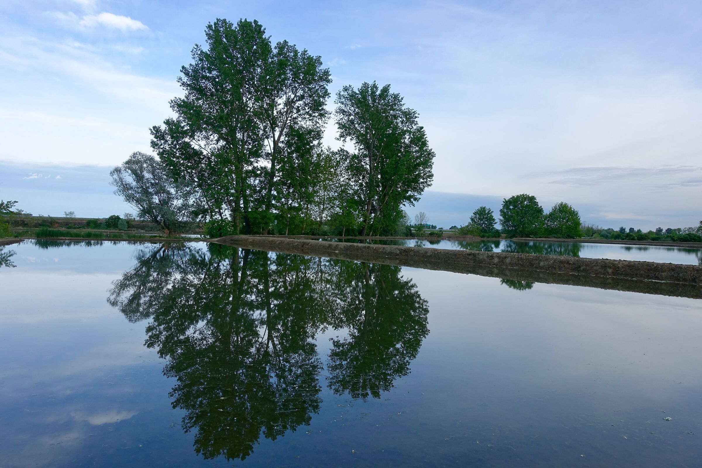 Reflections in Paddy.