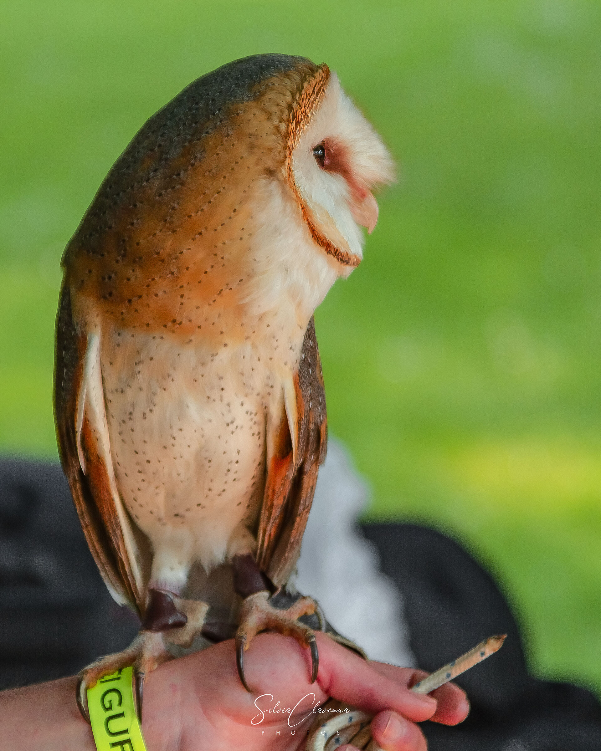 Barn Owl