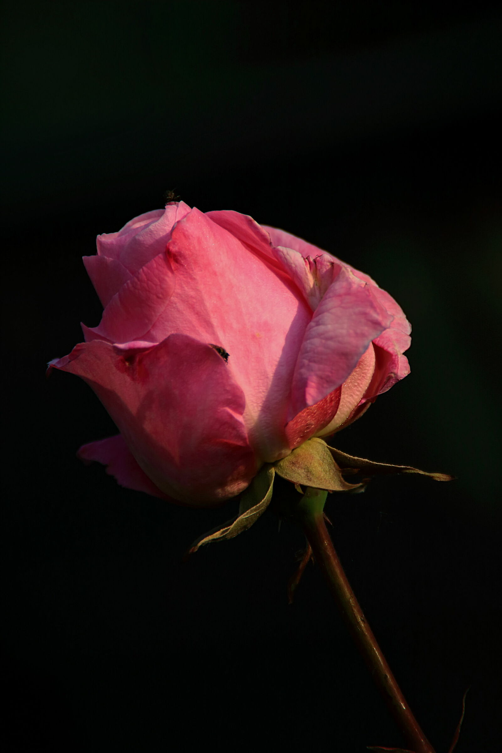 Pink Rose