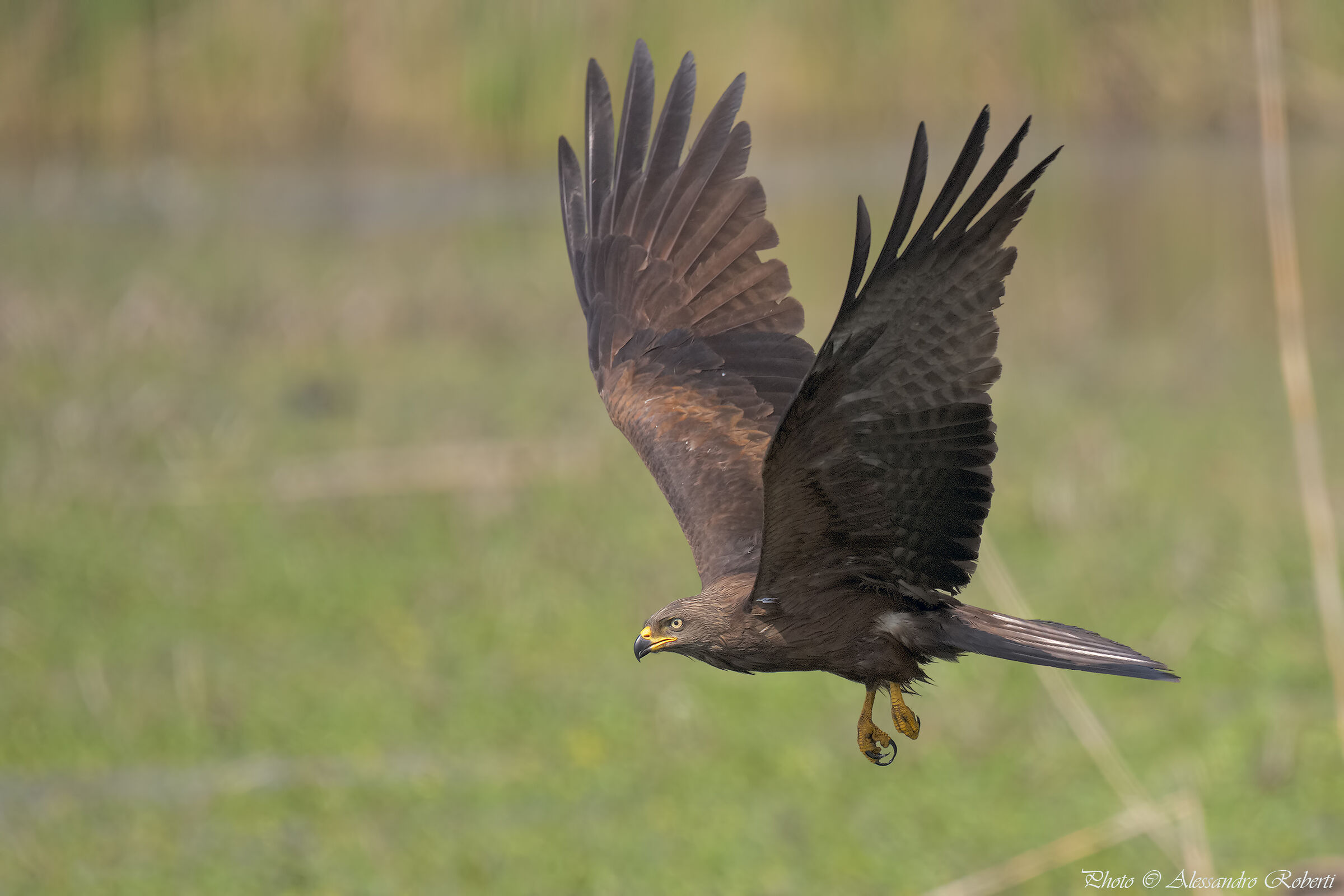 Brown Kite
