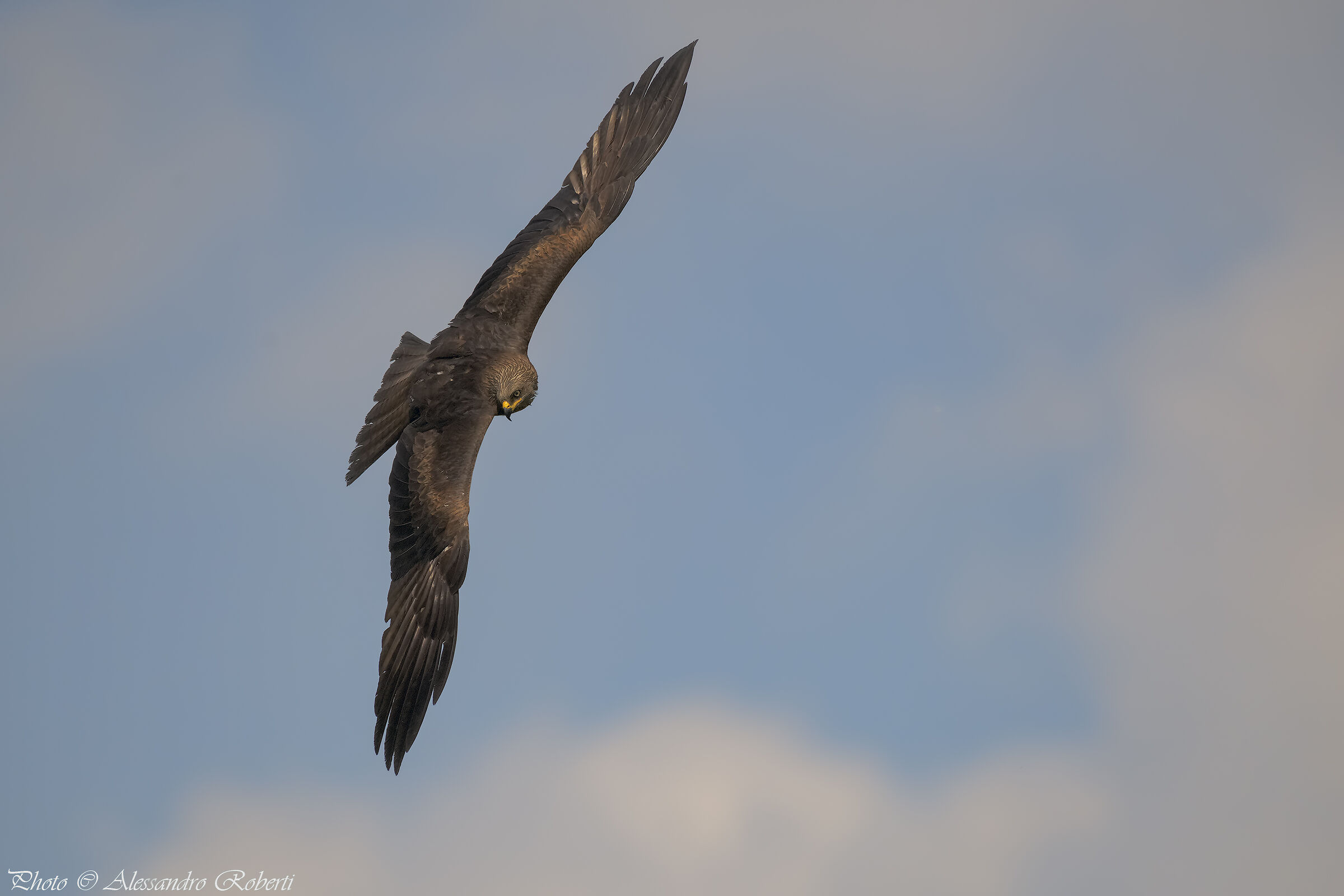 Brown Kite