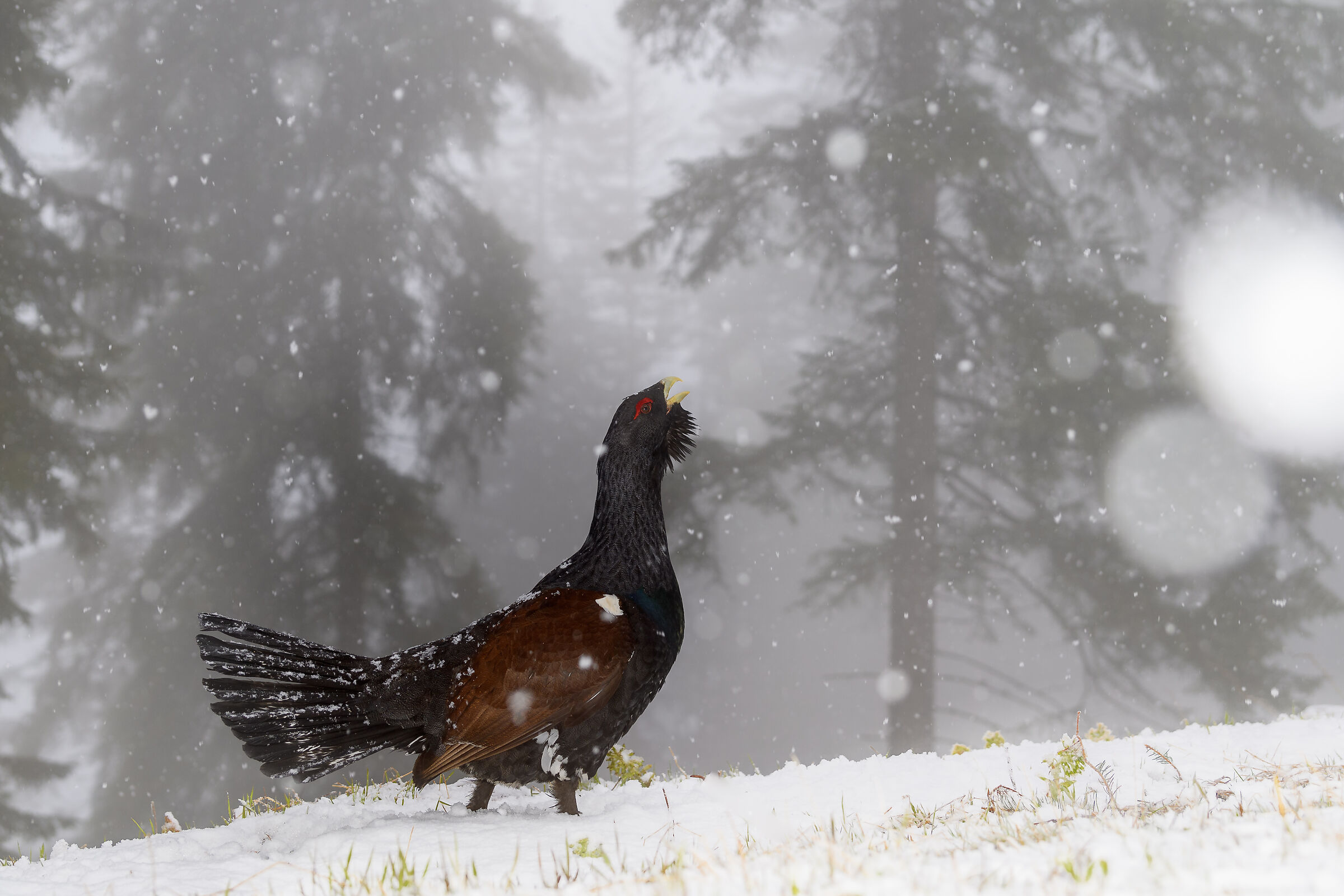 il cedrone nel suo ambiente