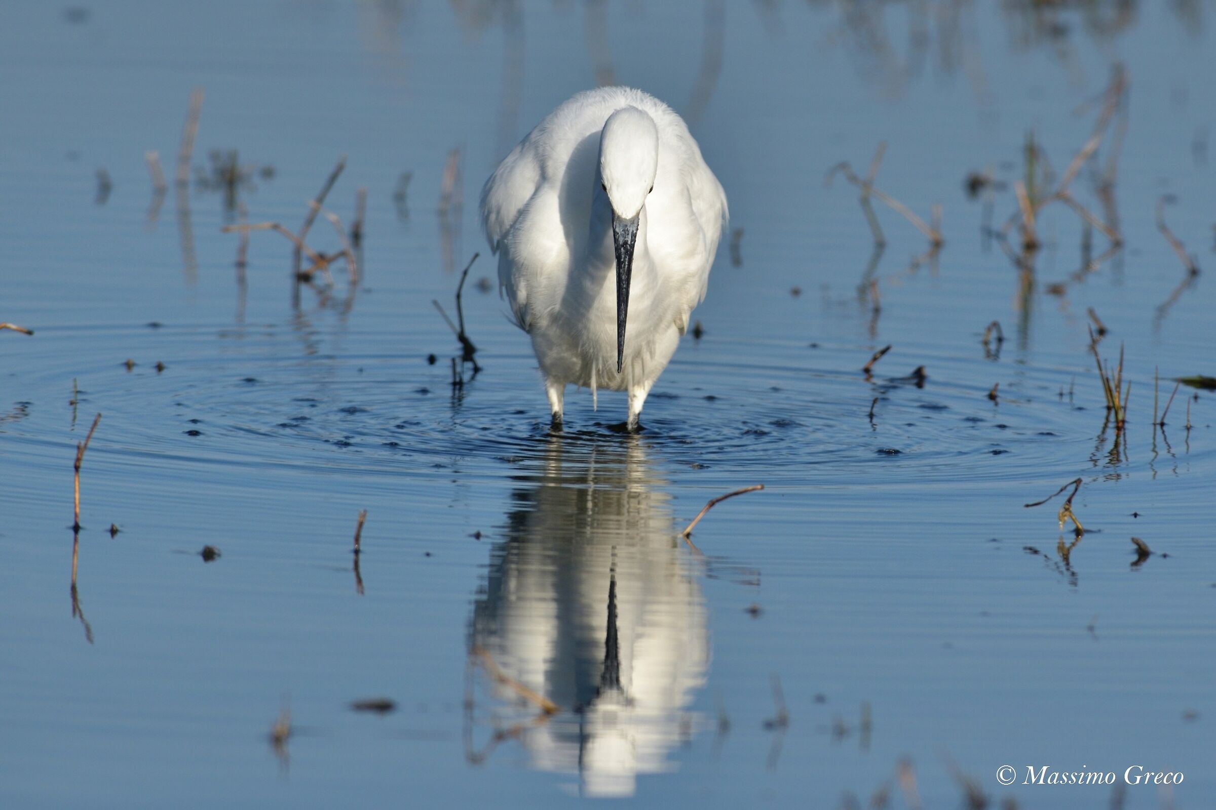 Riflessione della Garzetta