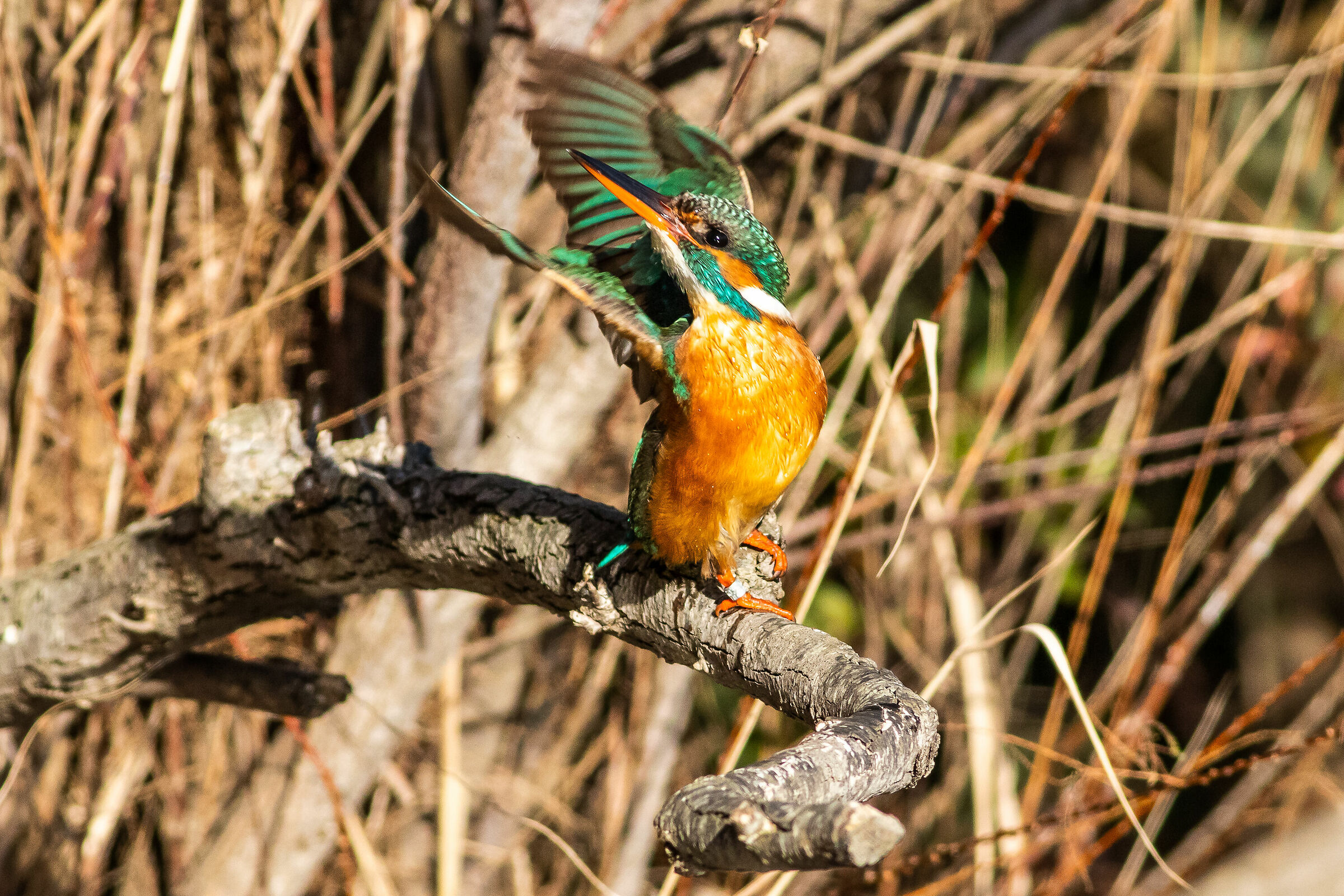 Martin pescatore ballerino brasiliano