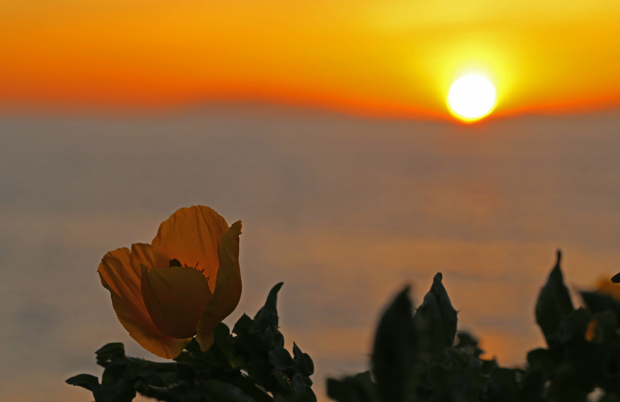 Lucky Spectator of the Sunset