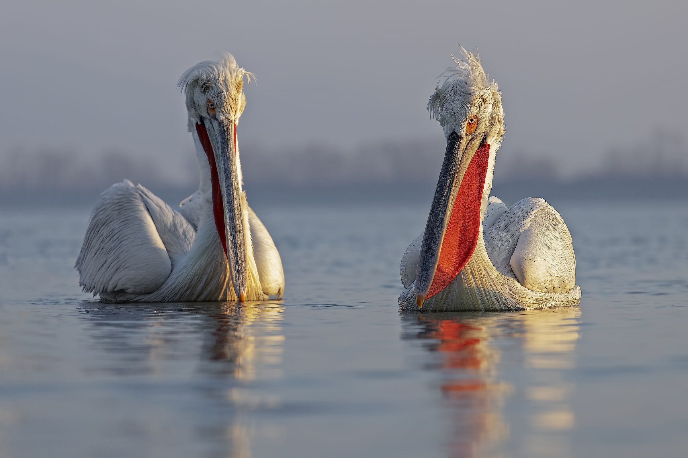 To you for you with the Pelicans