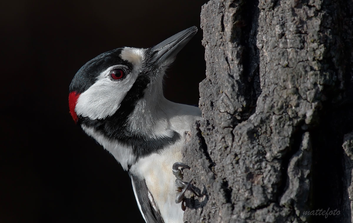 Senior Red Woodpeckers