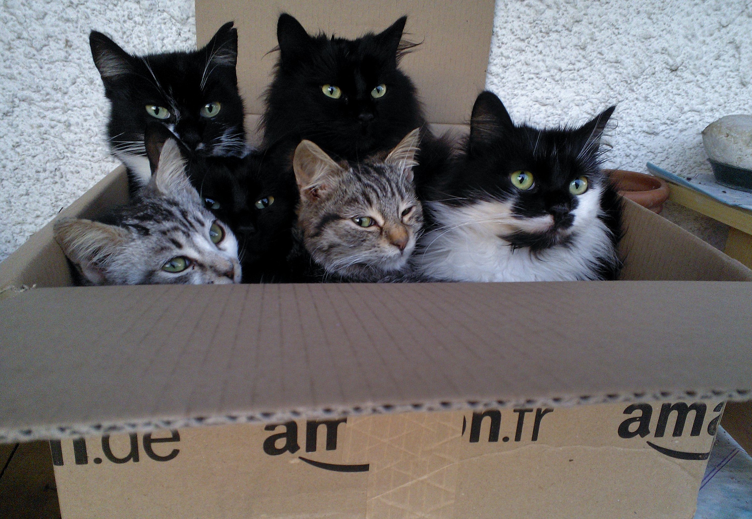 Just delivered by courier Amazon