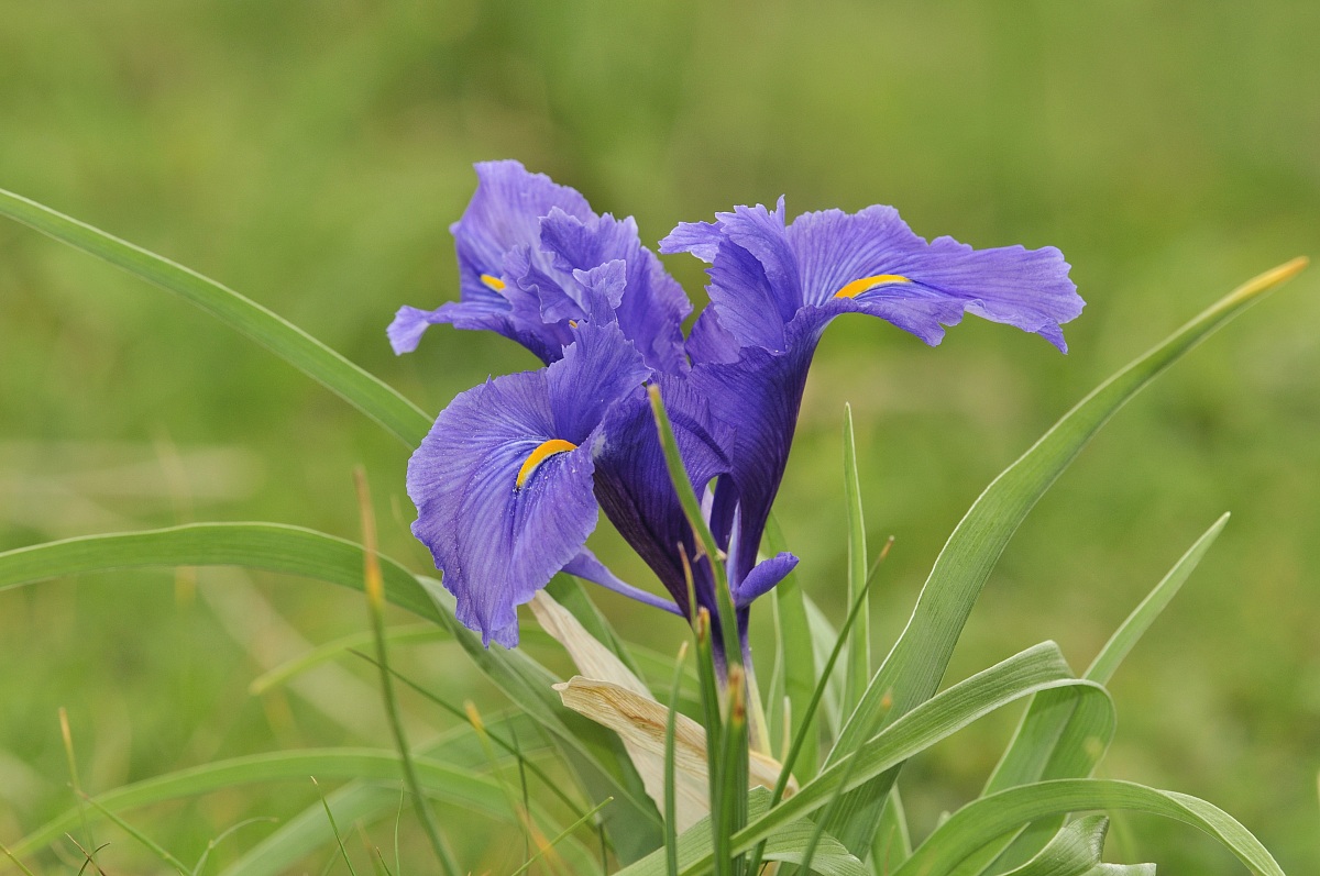 Iridaceae Iris unguicularis Poir.